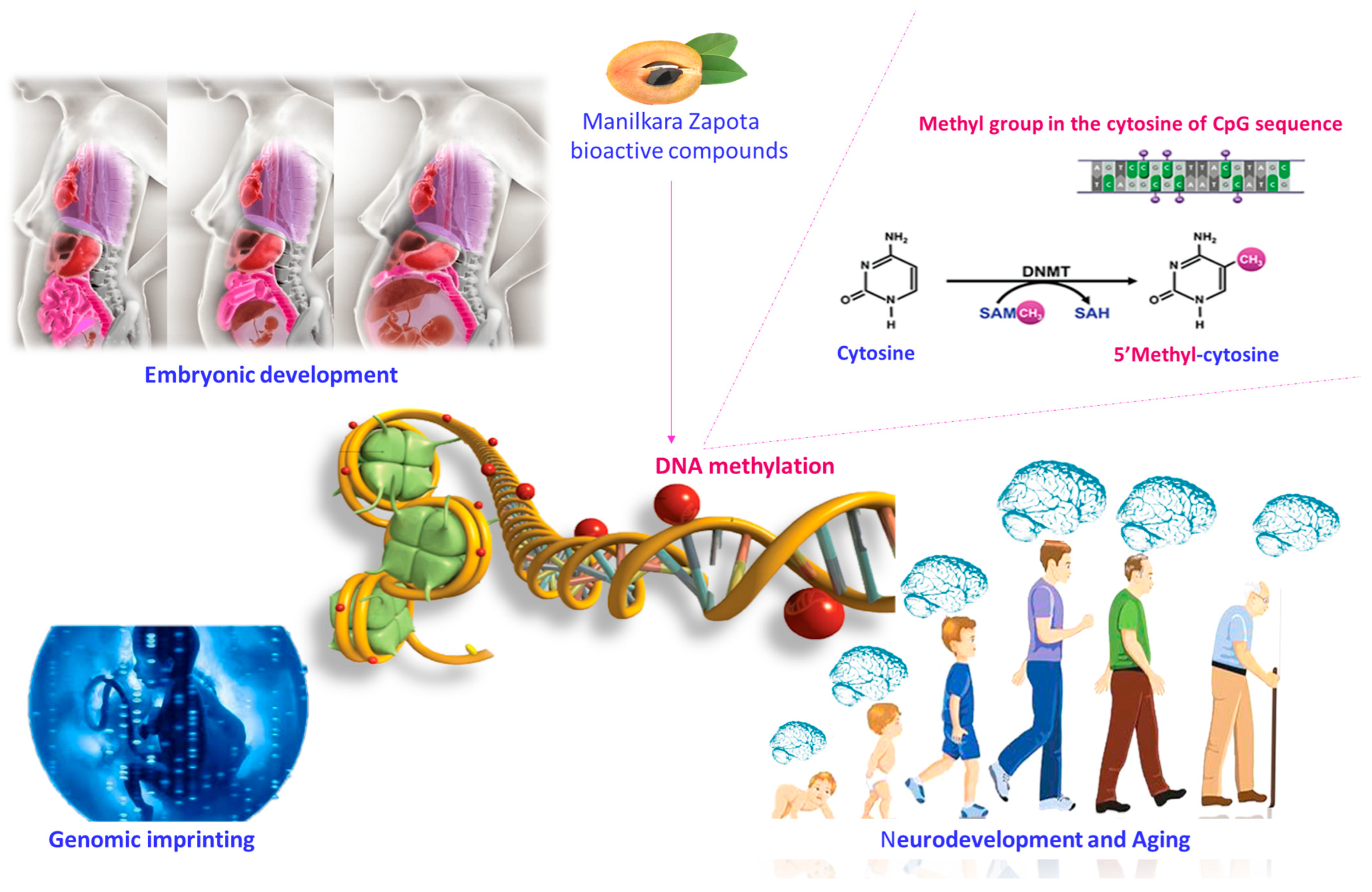 Nutrients 16 02225 g002