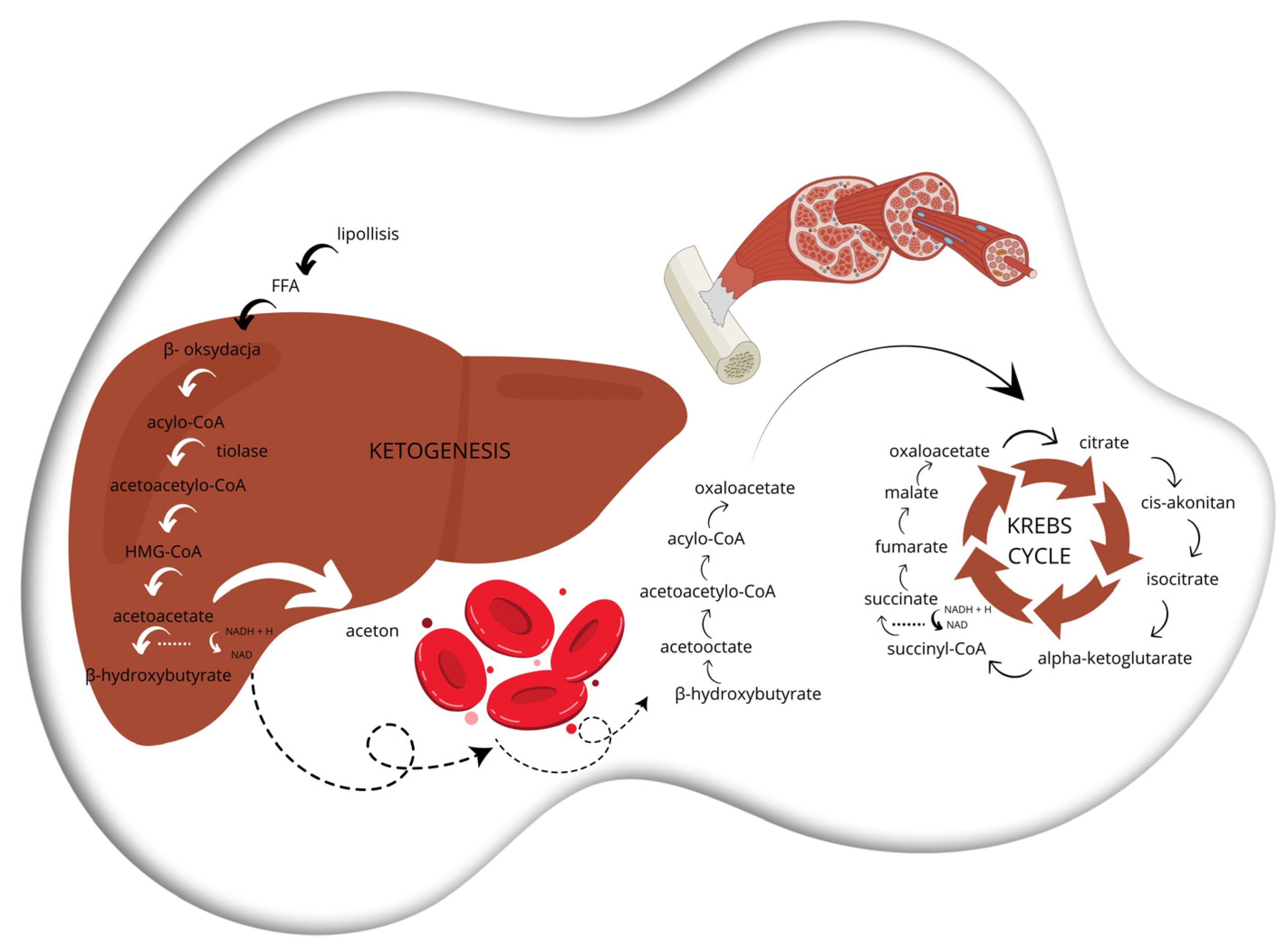 Nutrients 16 02228 sch003 Nutrients 16 02228 sch003
