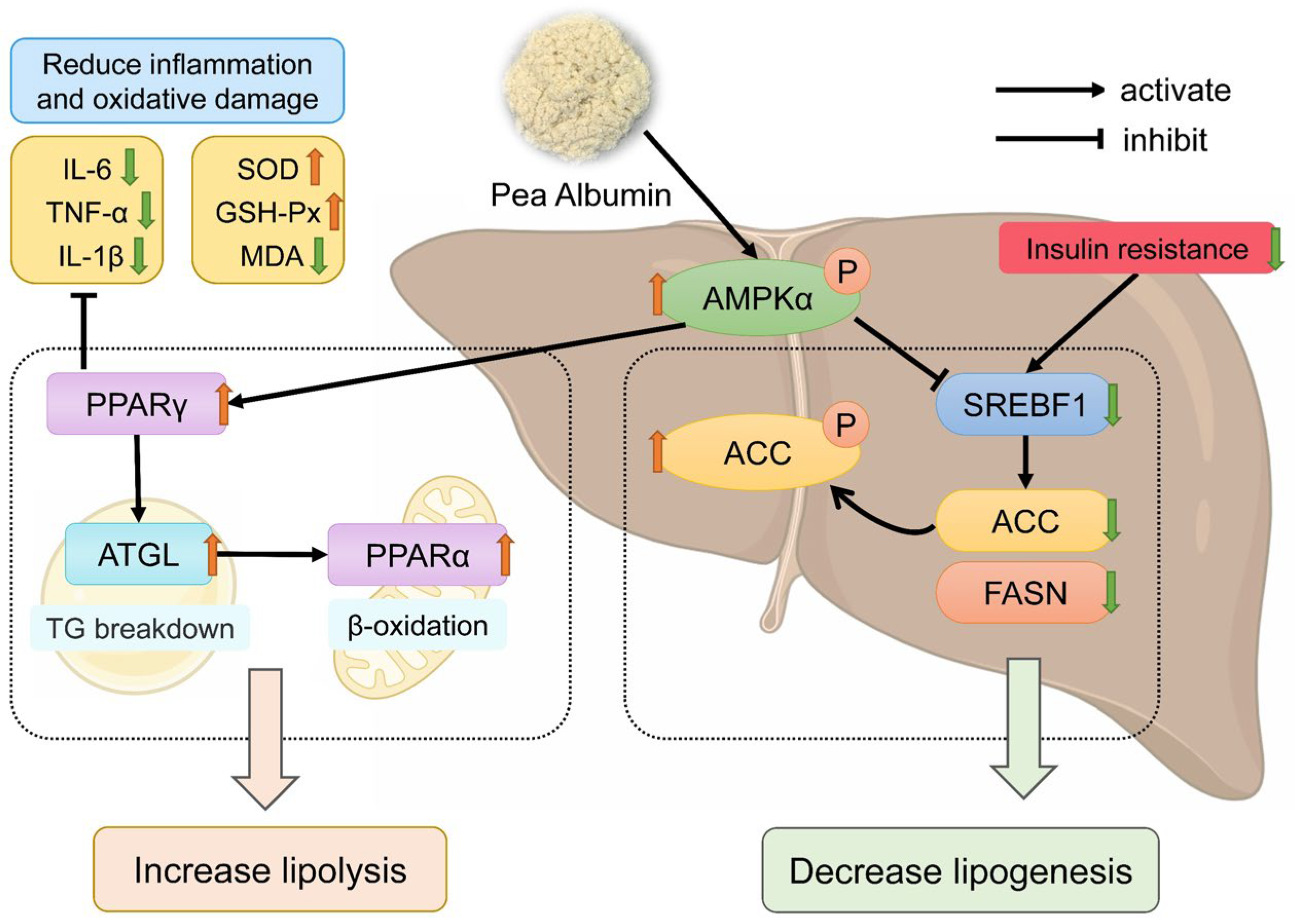 Nutrients 16 02232 g008