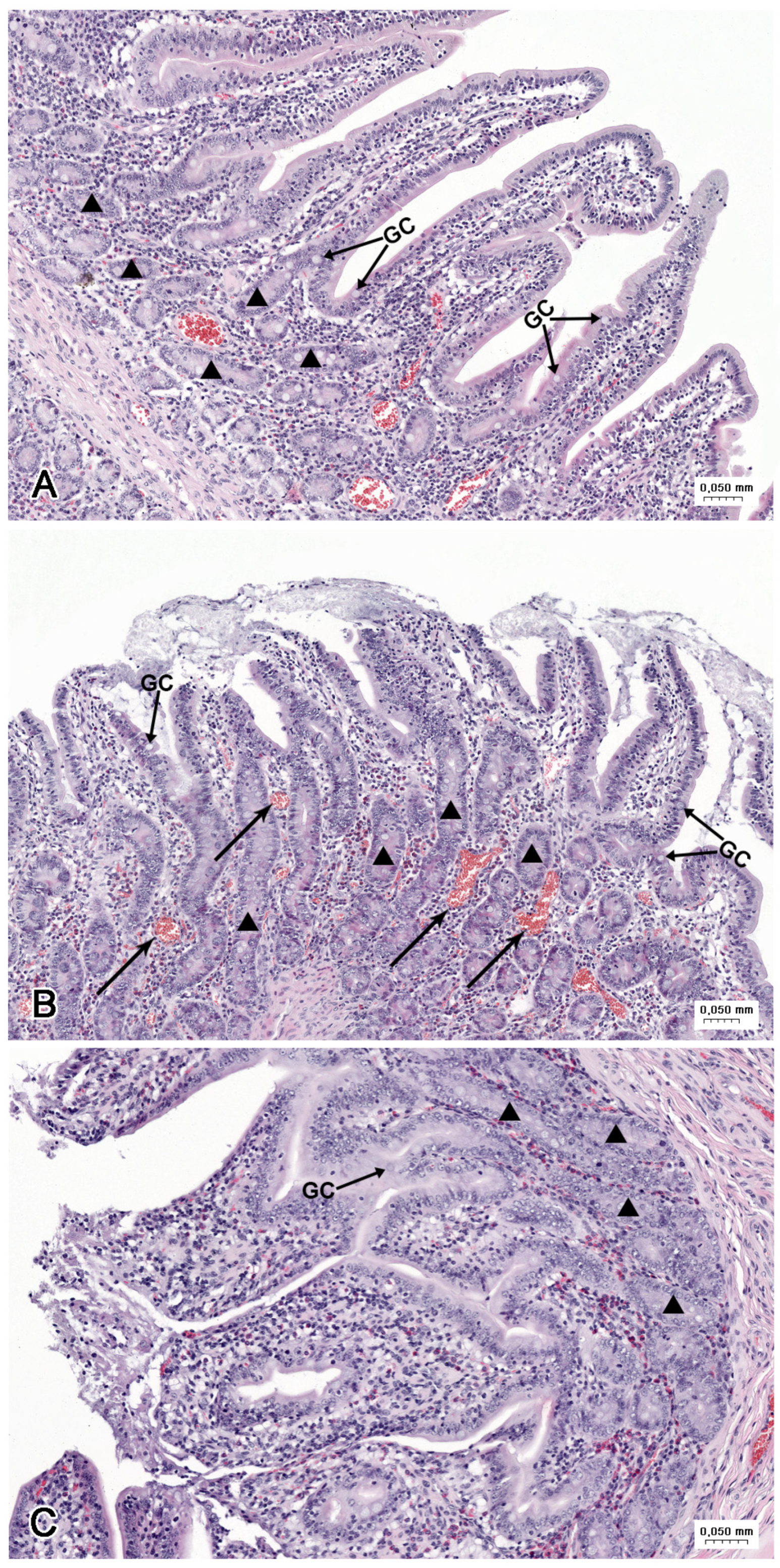 Nutrients 16 02268 g007 Nutrients 16 02268 g007