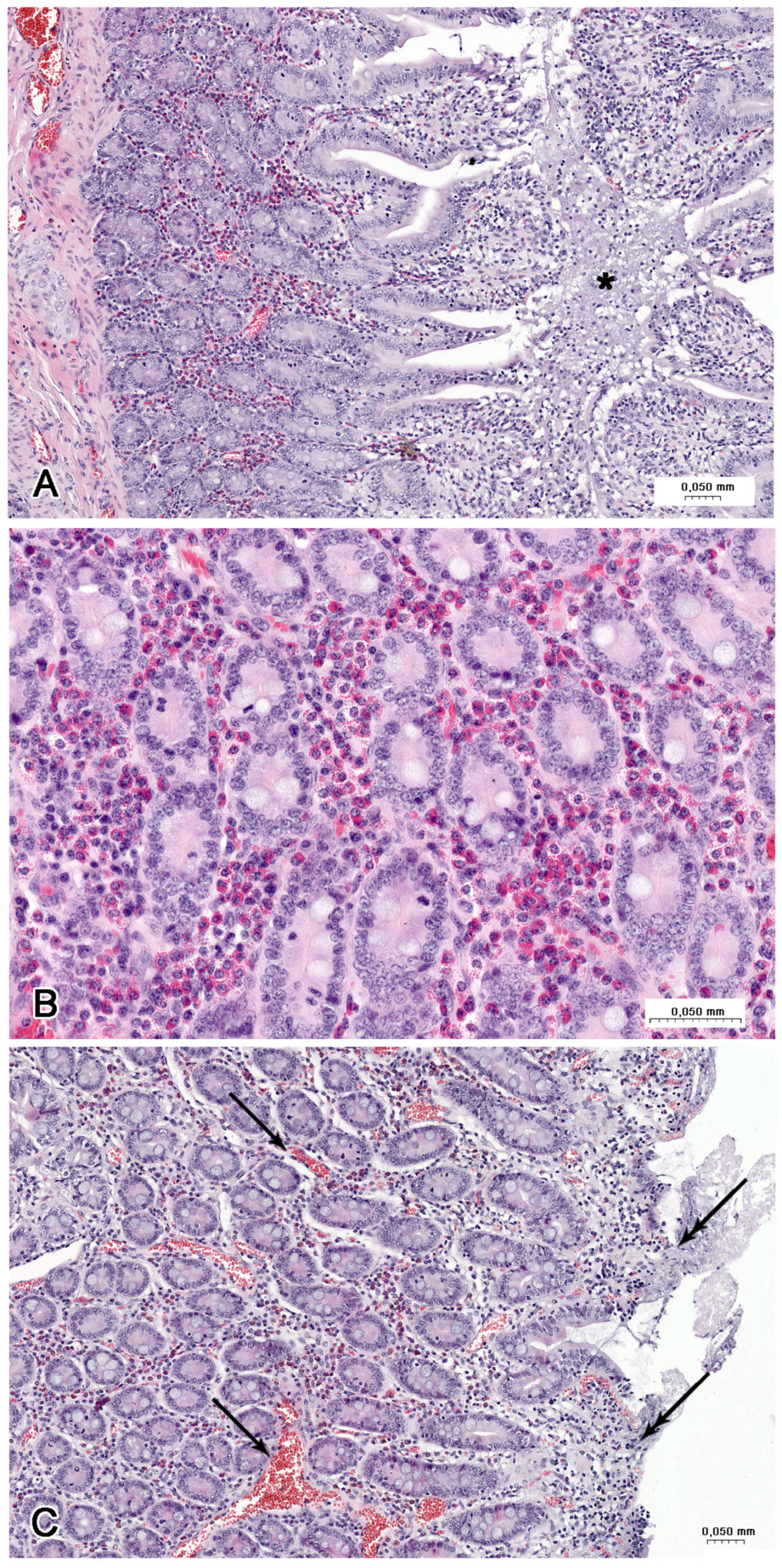 Nutrients 16 02268 g008 Nutrients 16 02268 g008