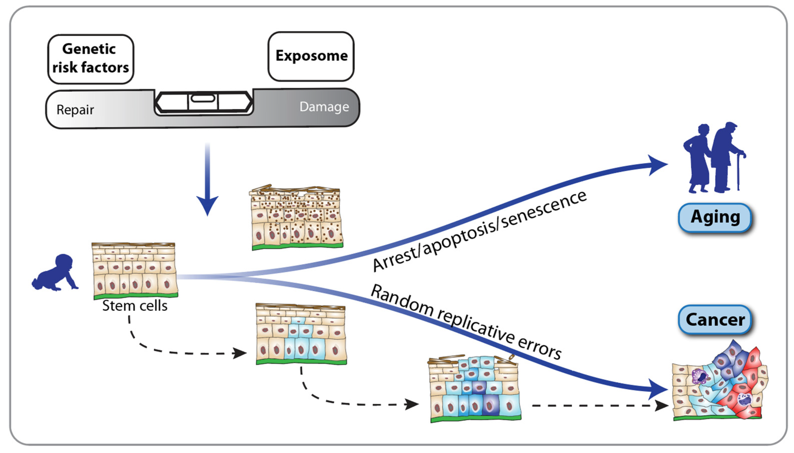 Nutrients 16 02271 g003