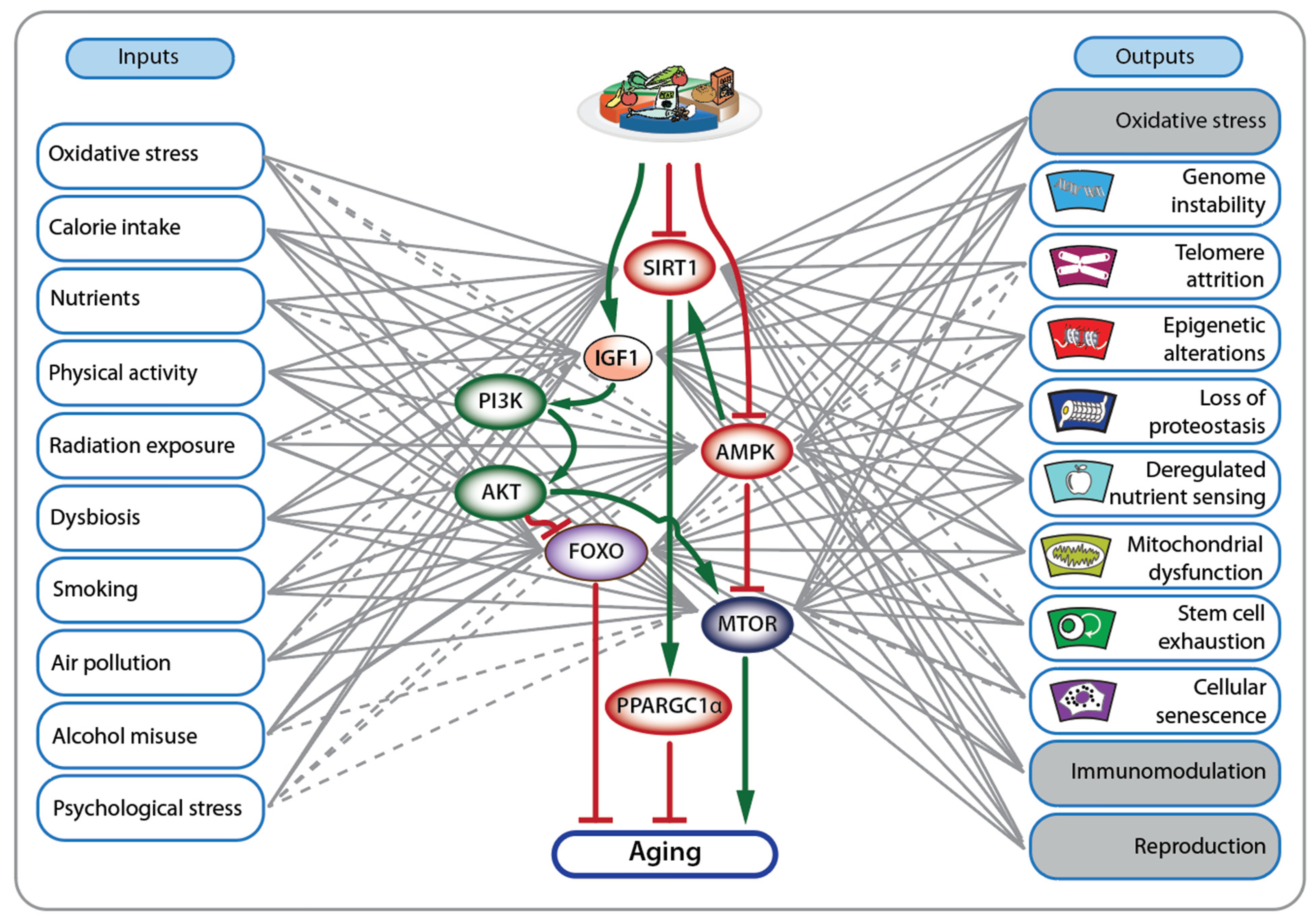 Nutrients 16 02271 g004