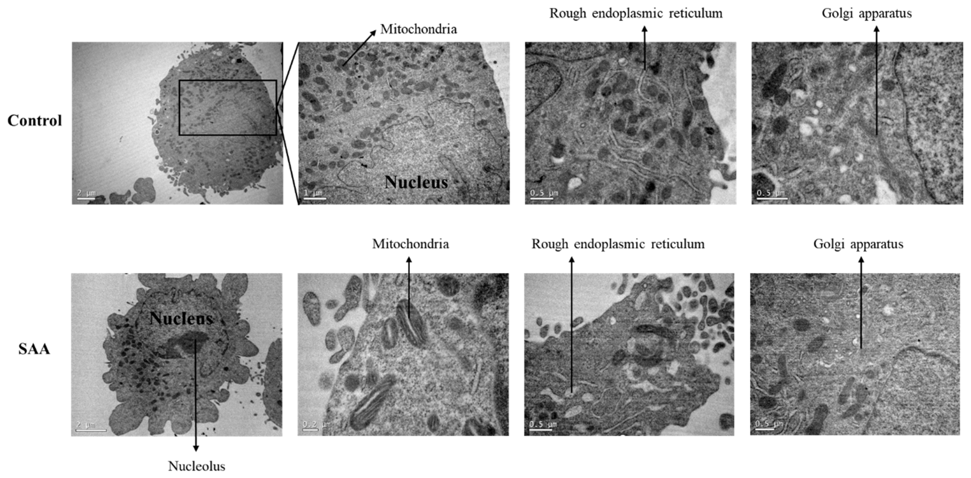 Nutrients 16 02283 g007