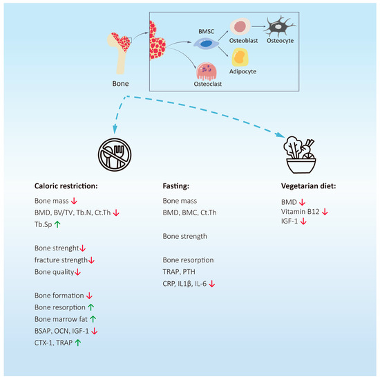 The Effects of Different Dietary Patterns on Bone Health