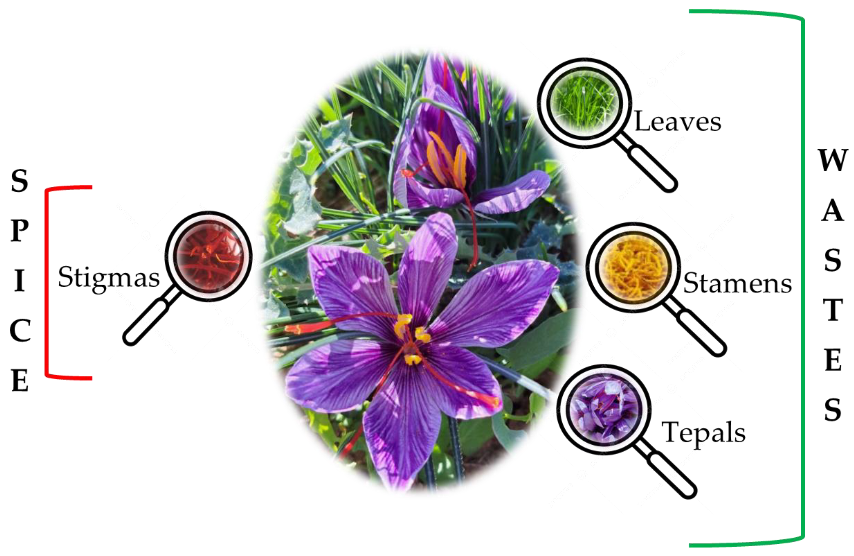 Nutrients 16 02319 g001