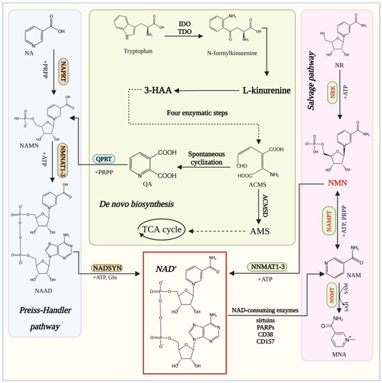 Advances in the Synthesis and Physiological Metabolic