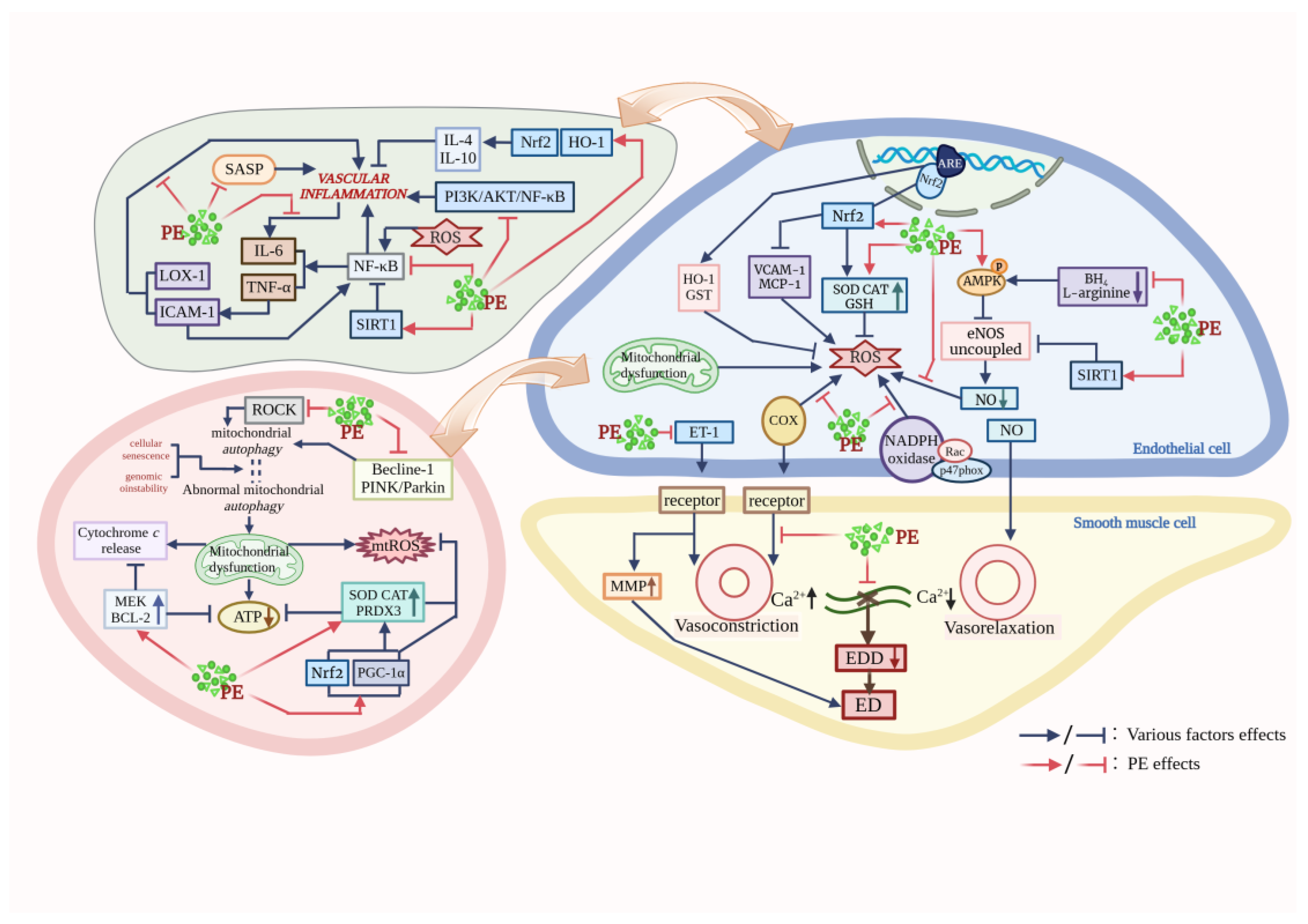 Nutrients 16 02357 g001