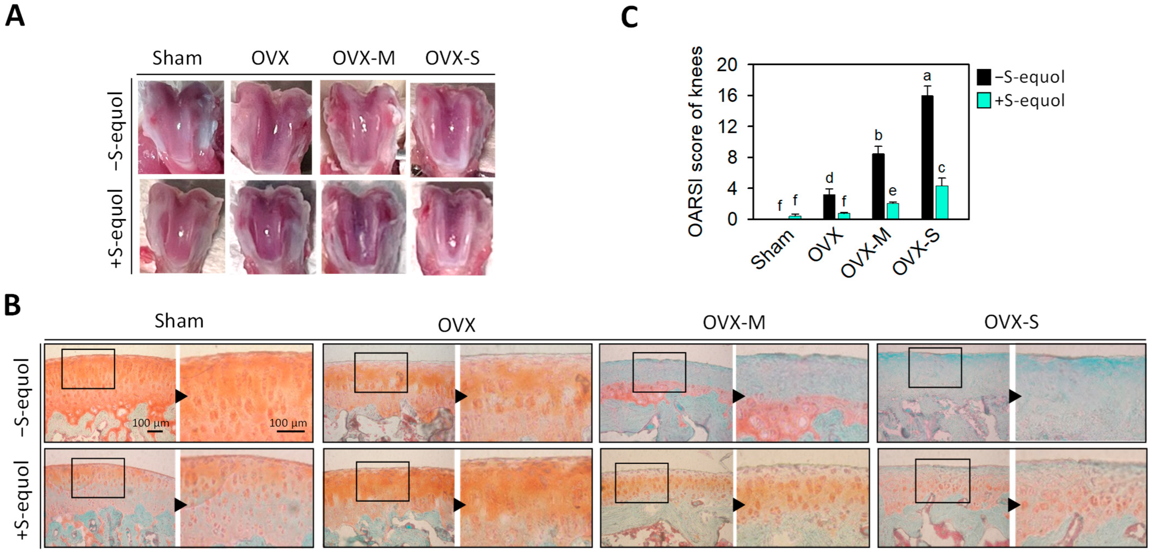 Nutrients 16 02364 g002