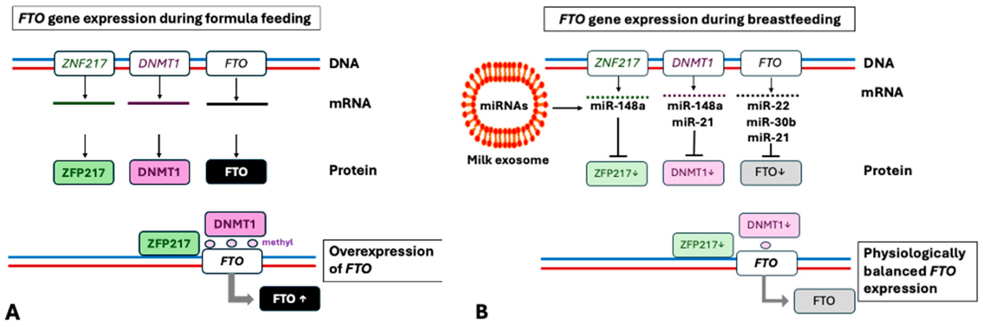 Nutrients 16 02451 g003 Nutrients 16 02451 g003