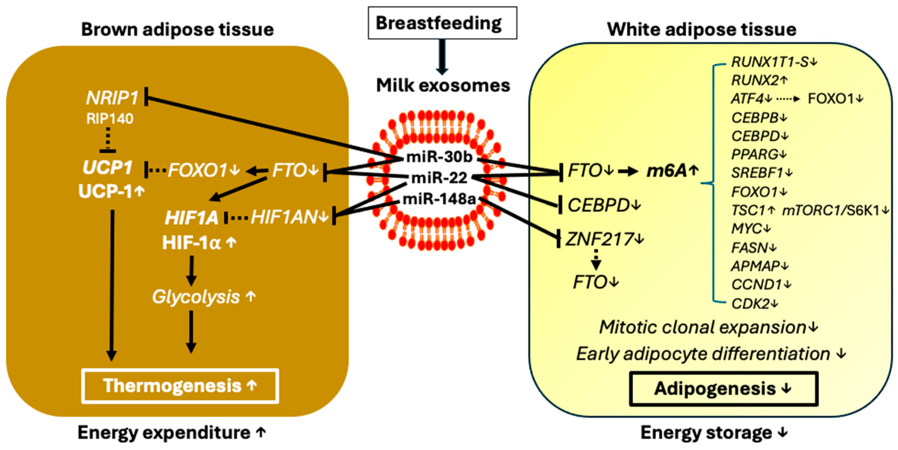 Nutrients 16 02451 g004 Nutrients 16 02451 g004