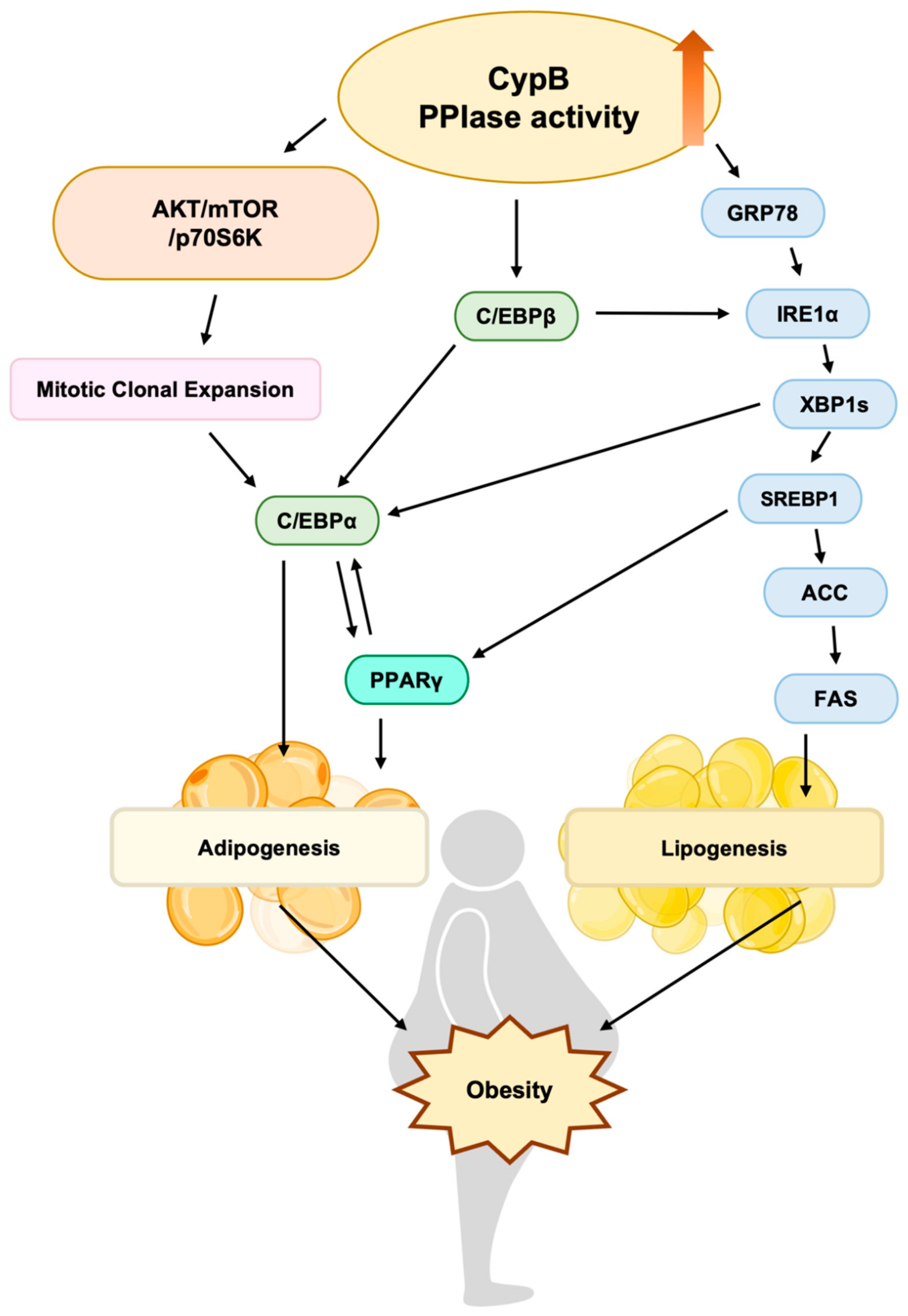 Nutrients 16 02465 g005