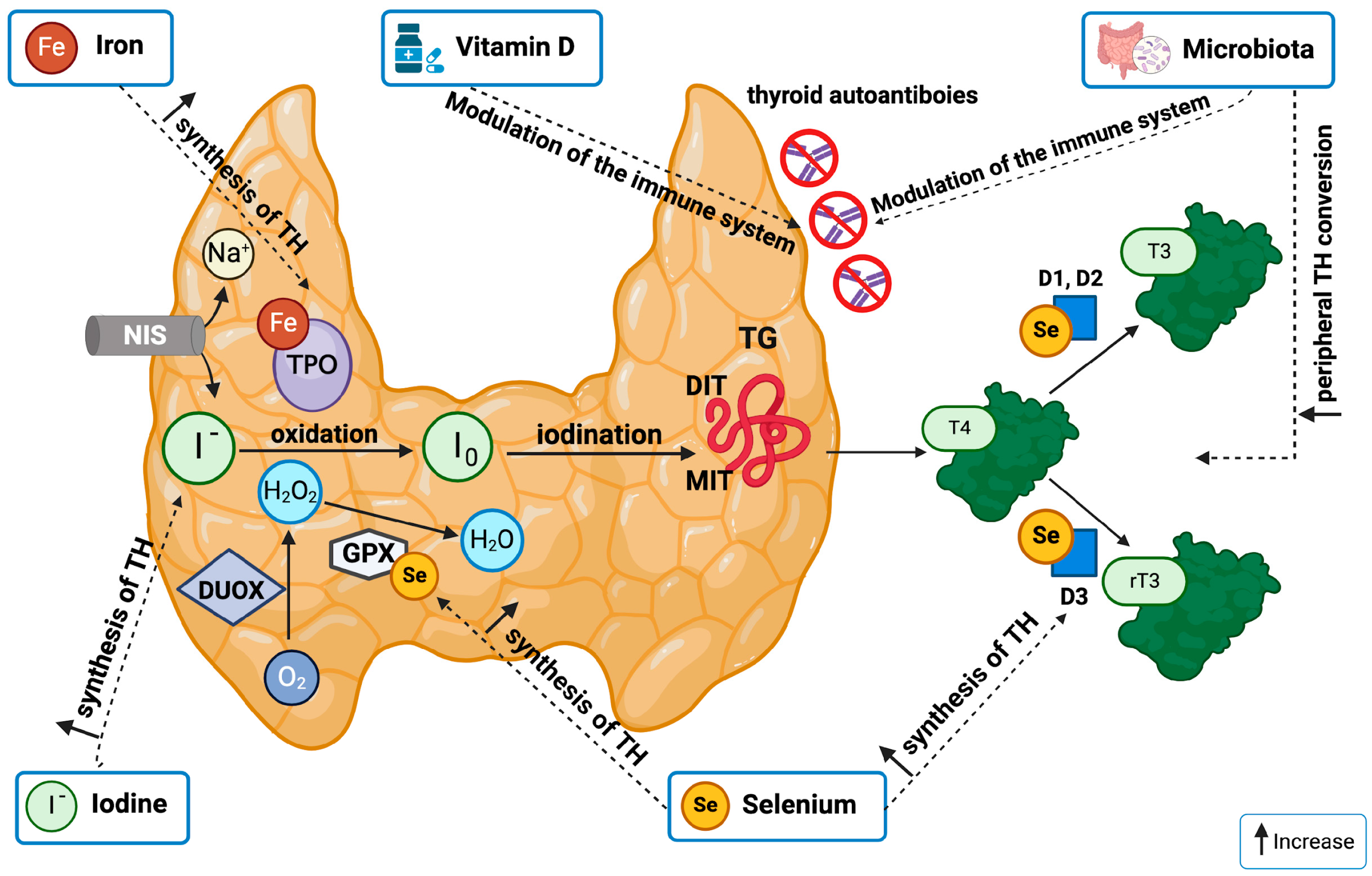 The Role of Nutrition on Thyroid Function The Role of Nutrition on Thyroid Function