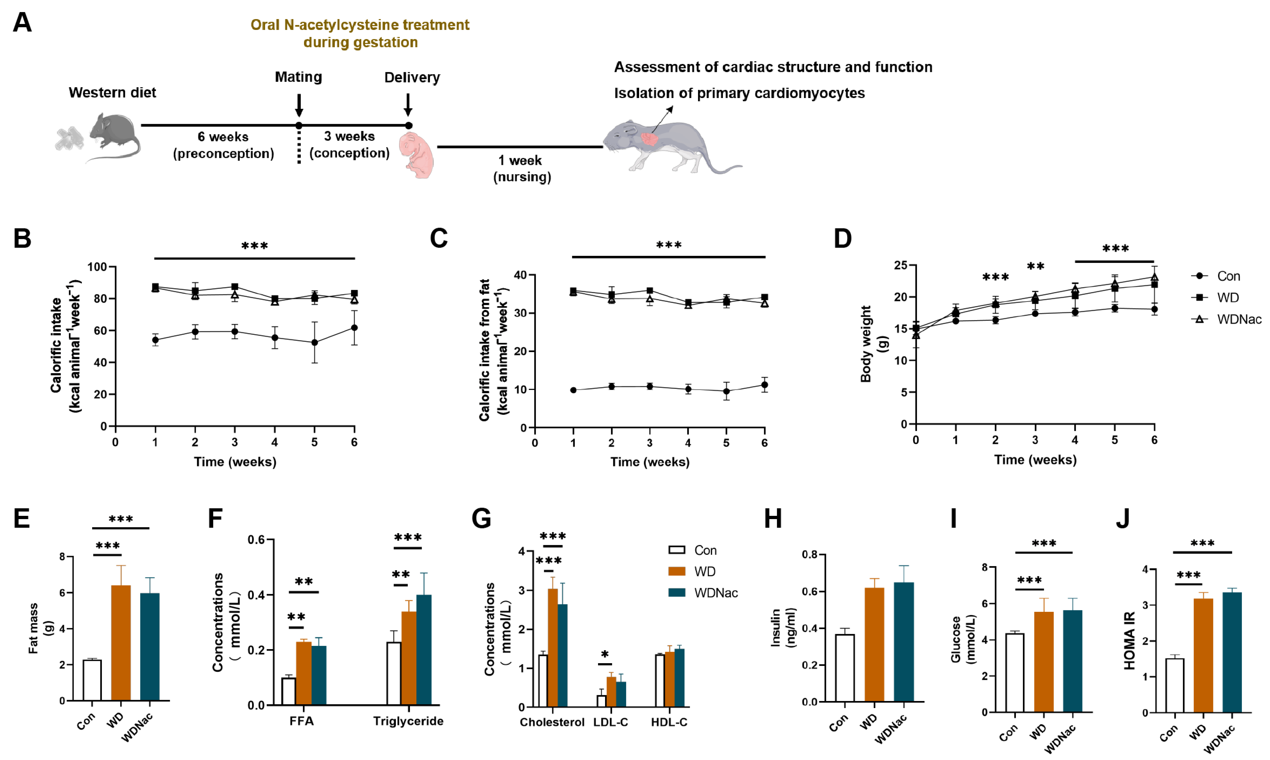 Nutrients 16 02520 g001