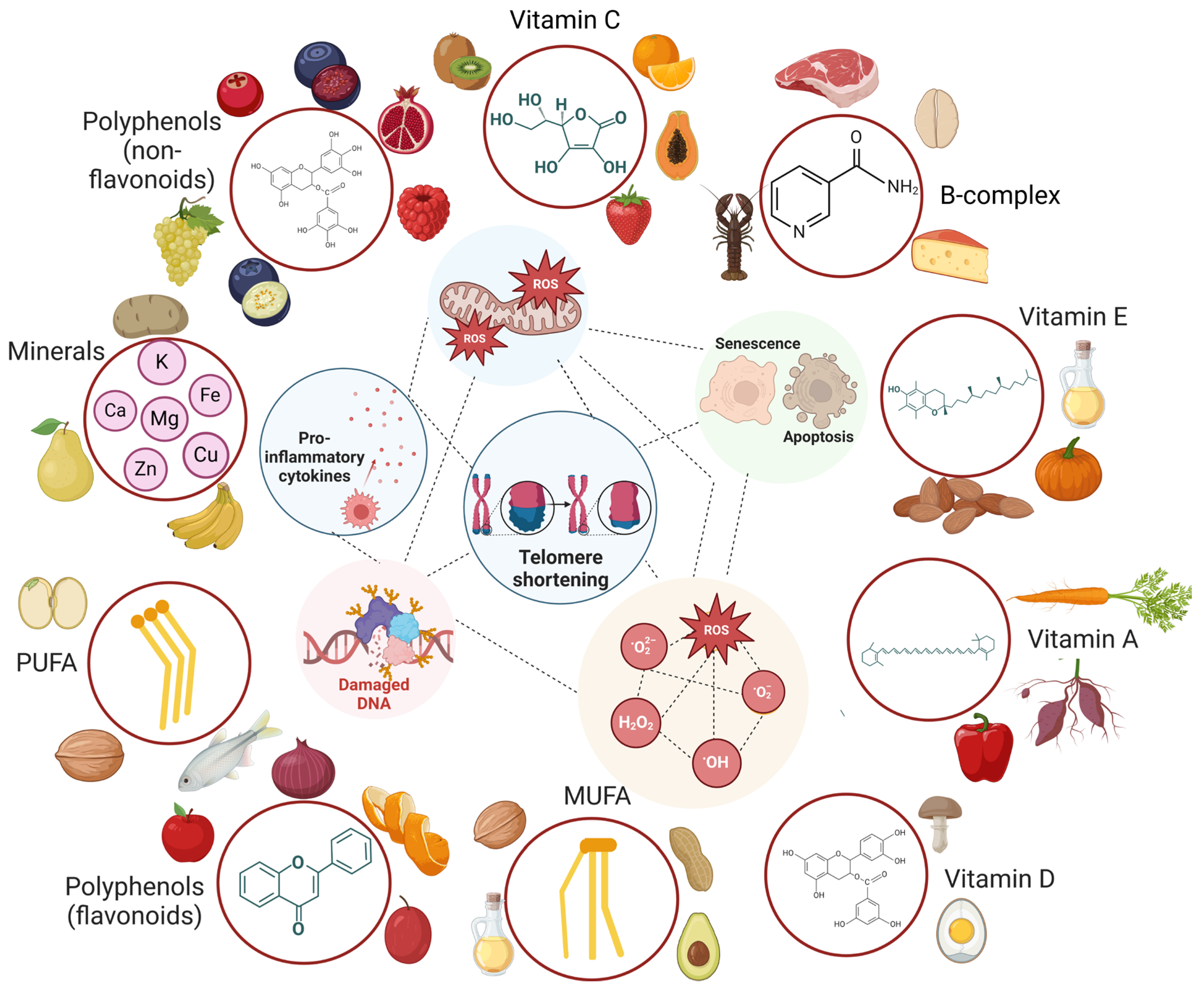 Nutrients 16 02525 g003 Nutrients 16 02525 g003