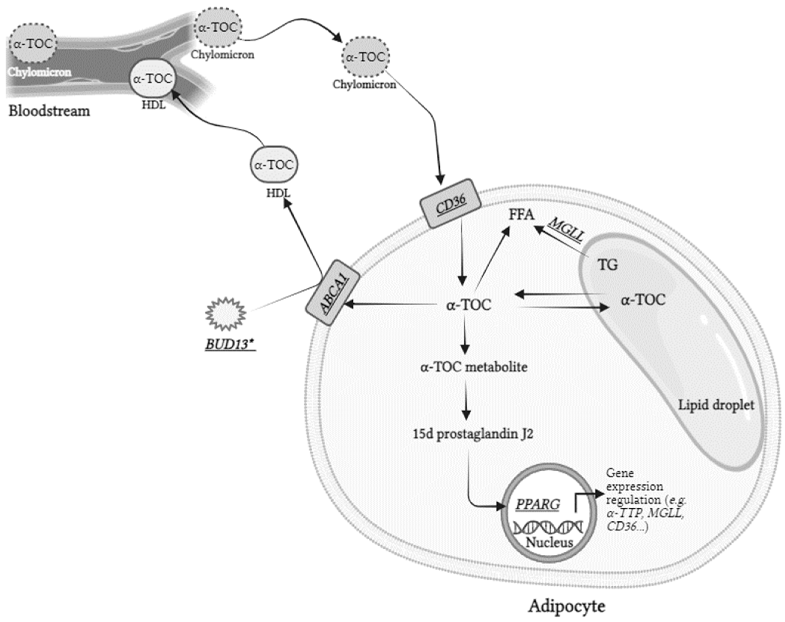 Nutrients 16 02556 g002