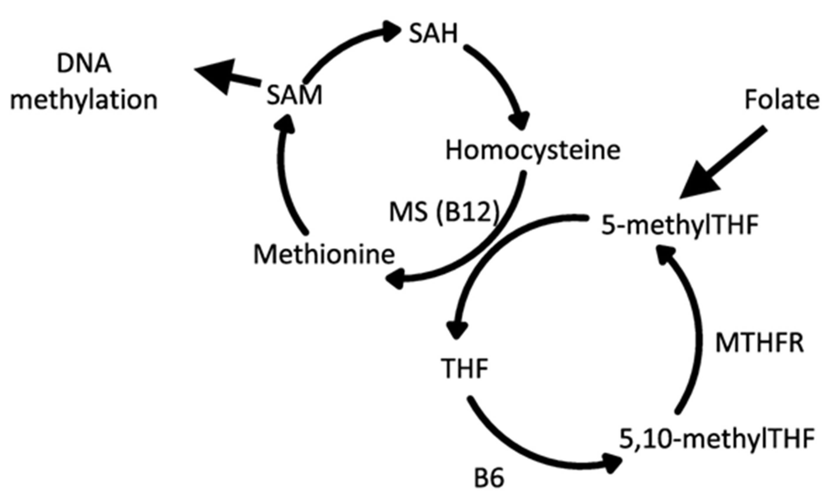 Nutrients 16 02614 g004 Nutrients 16 02614 g004