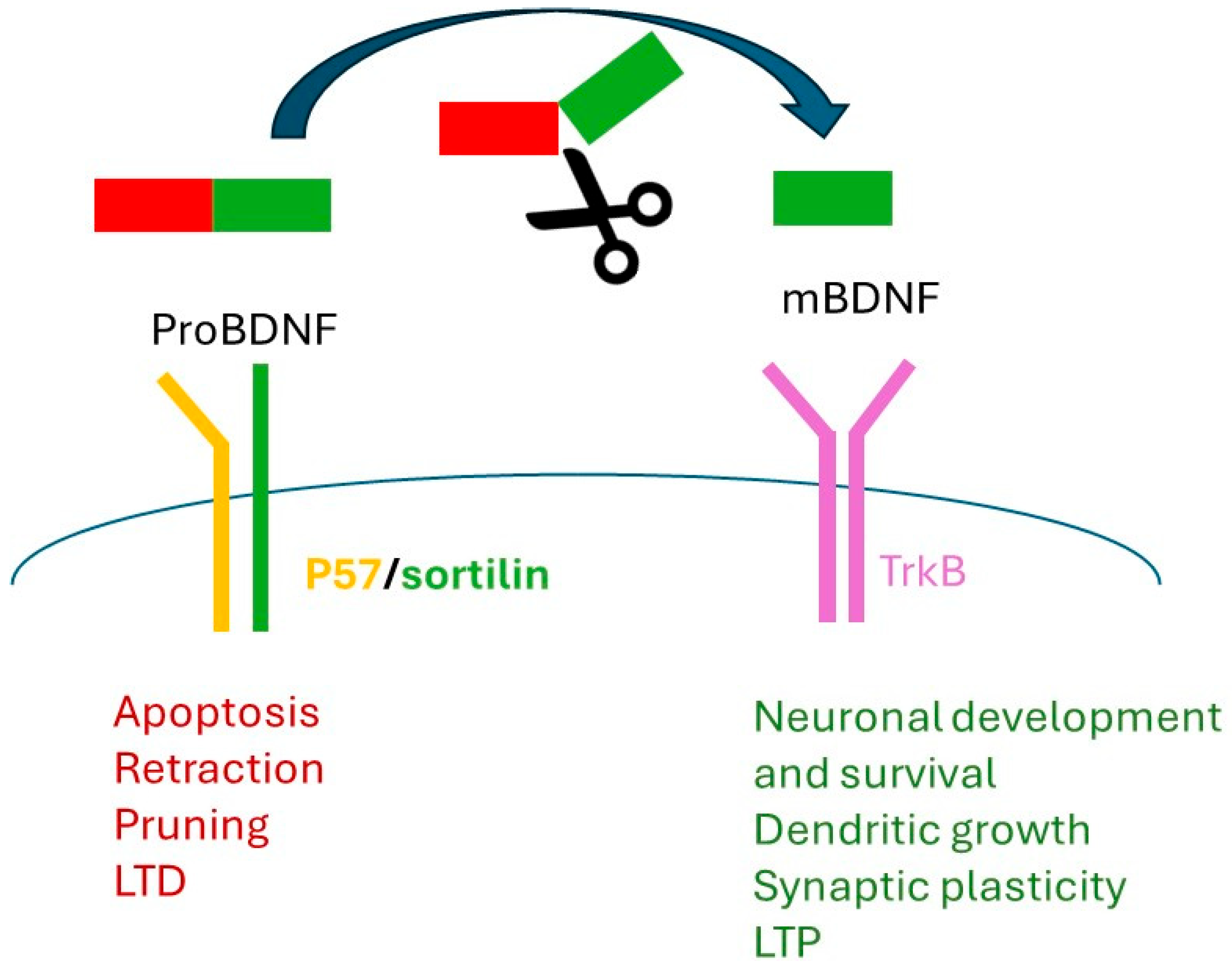 Nutrients 16 02617 g002 Nutrients 16 02617 g002