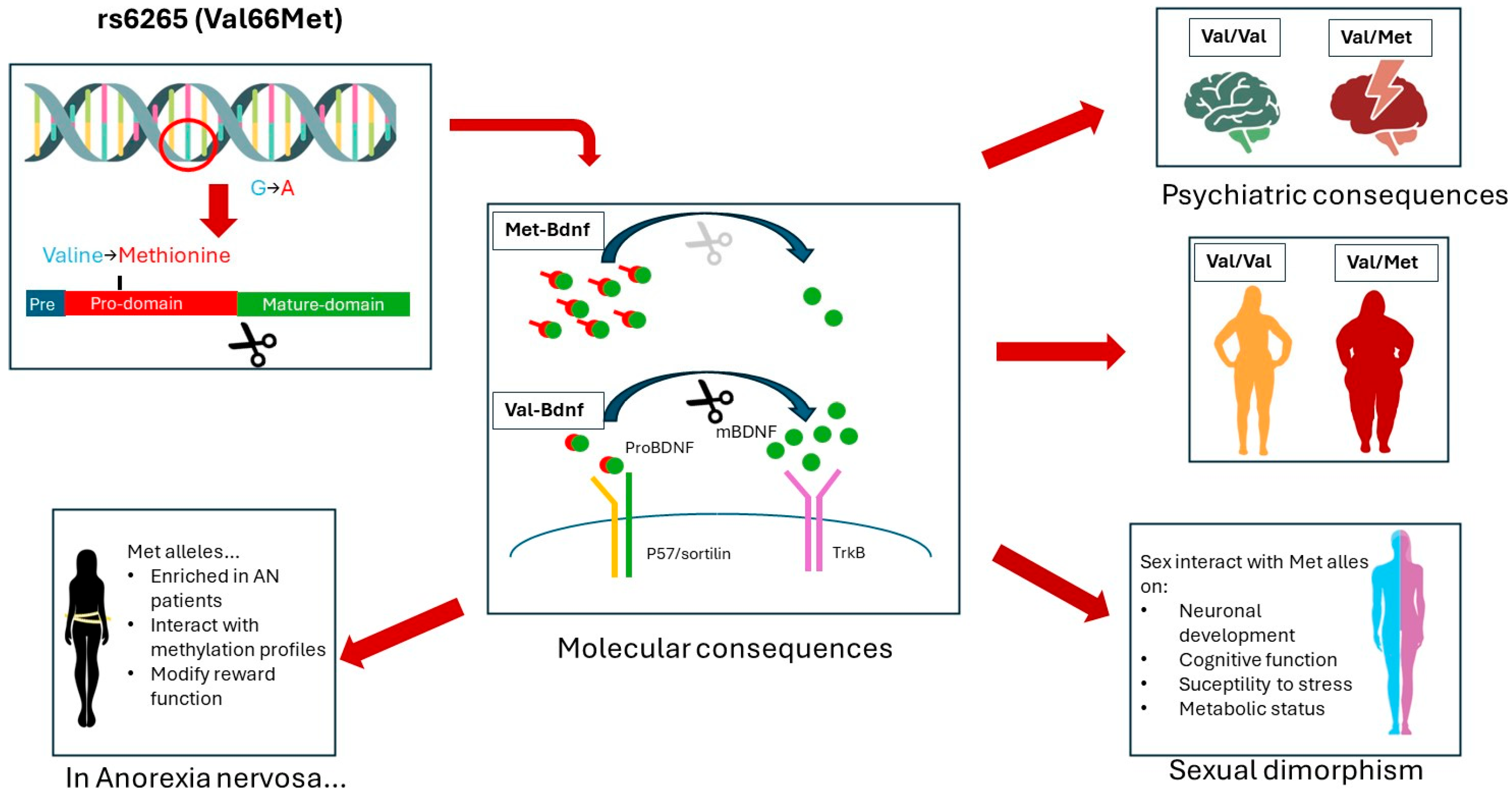 Nutrients 16 02617 g003 Nutrients 16 02617 g003