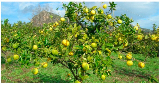 Function of lemon online