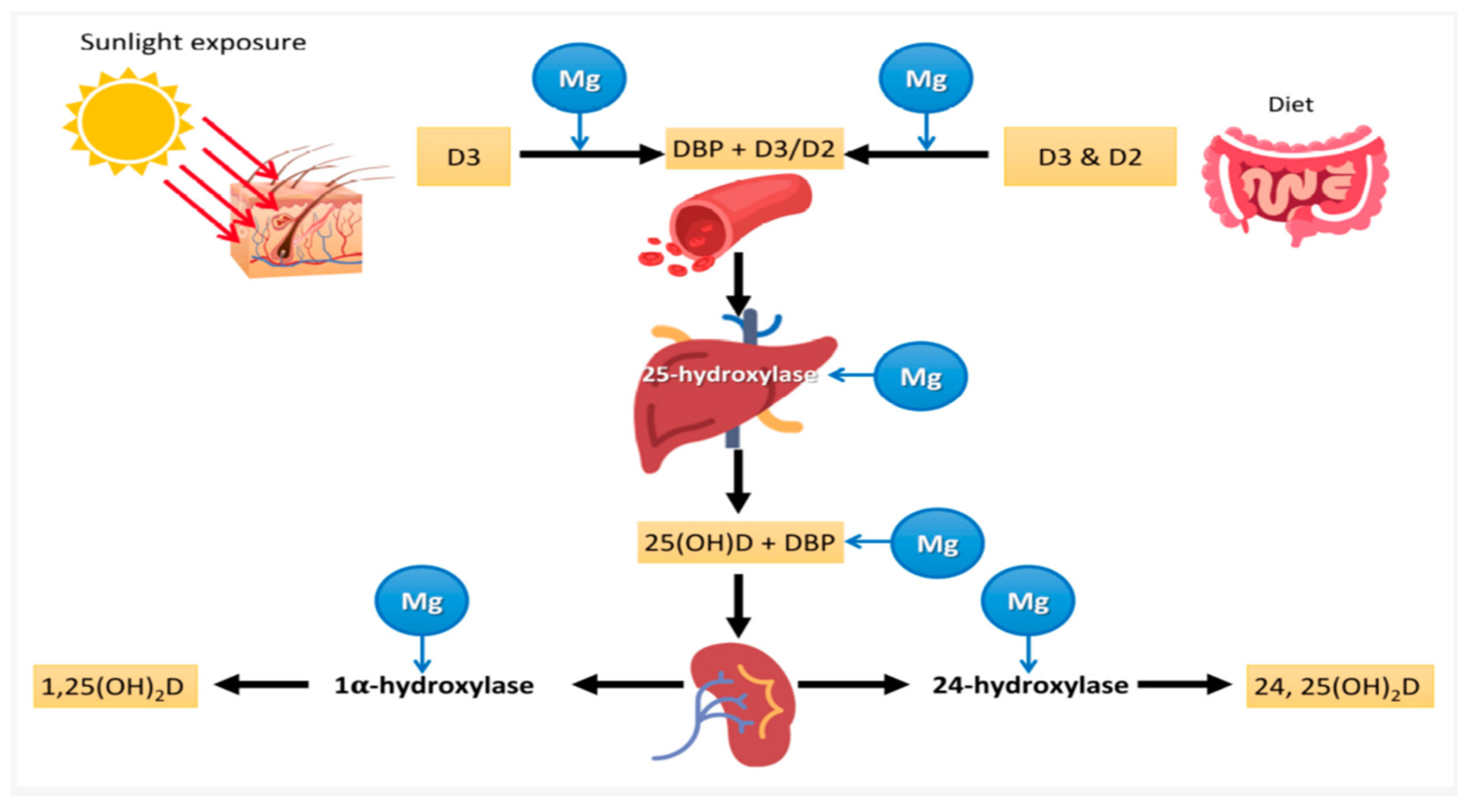 Nutrients 16 02630 g002