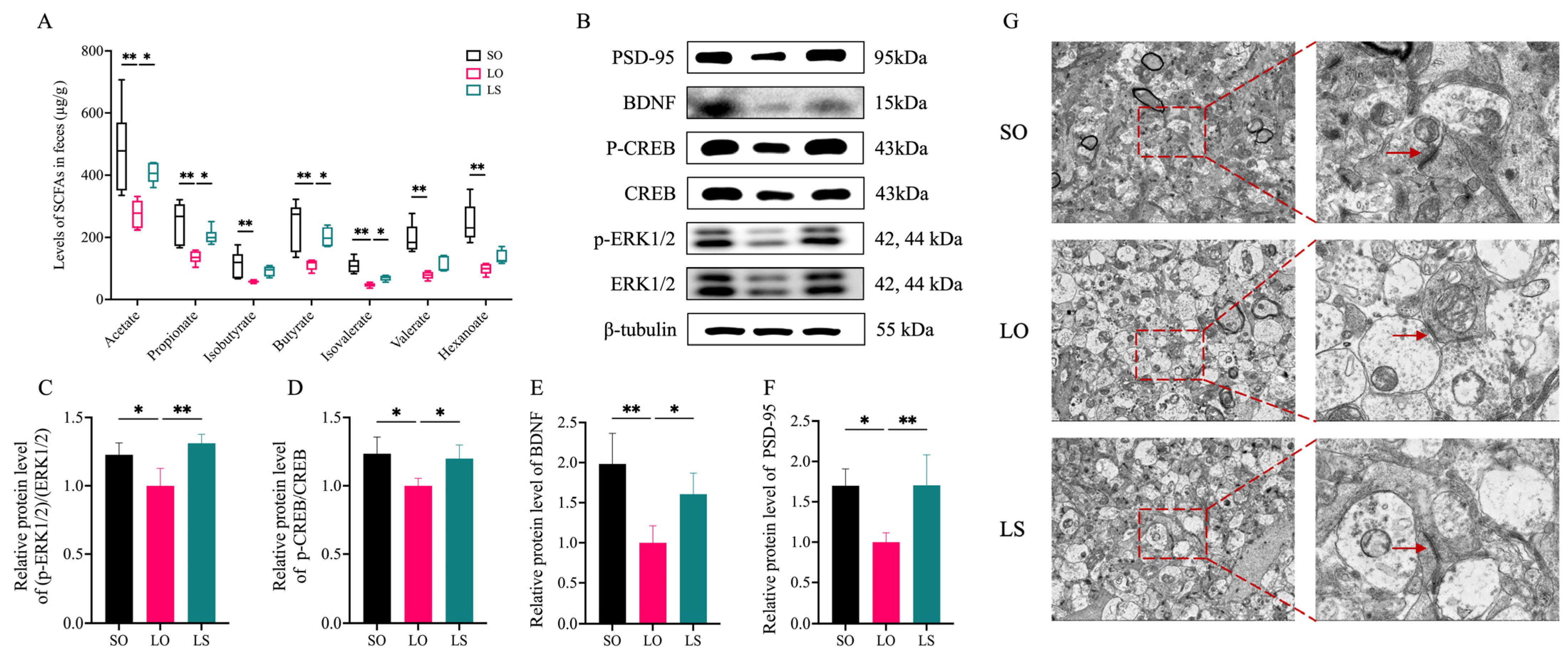 Nutrients 16 02641 g009