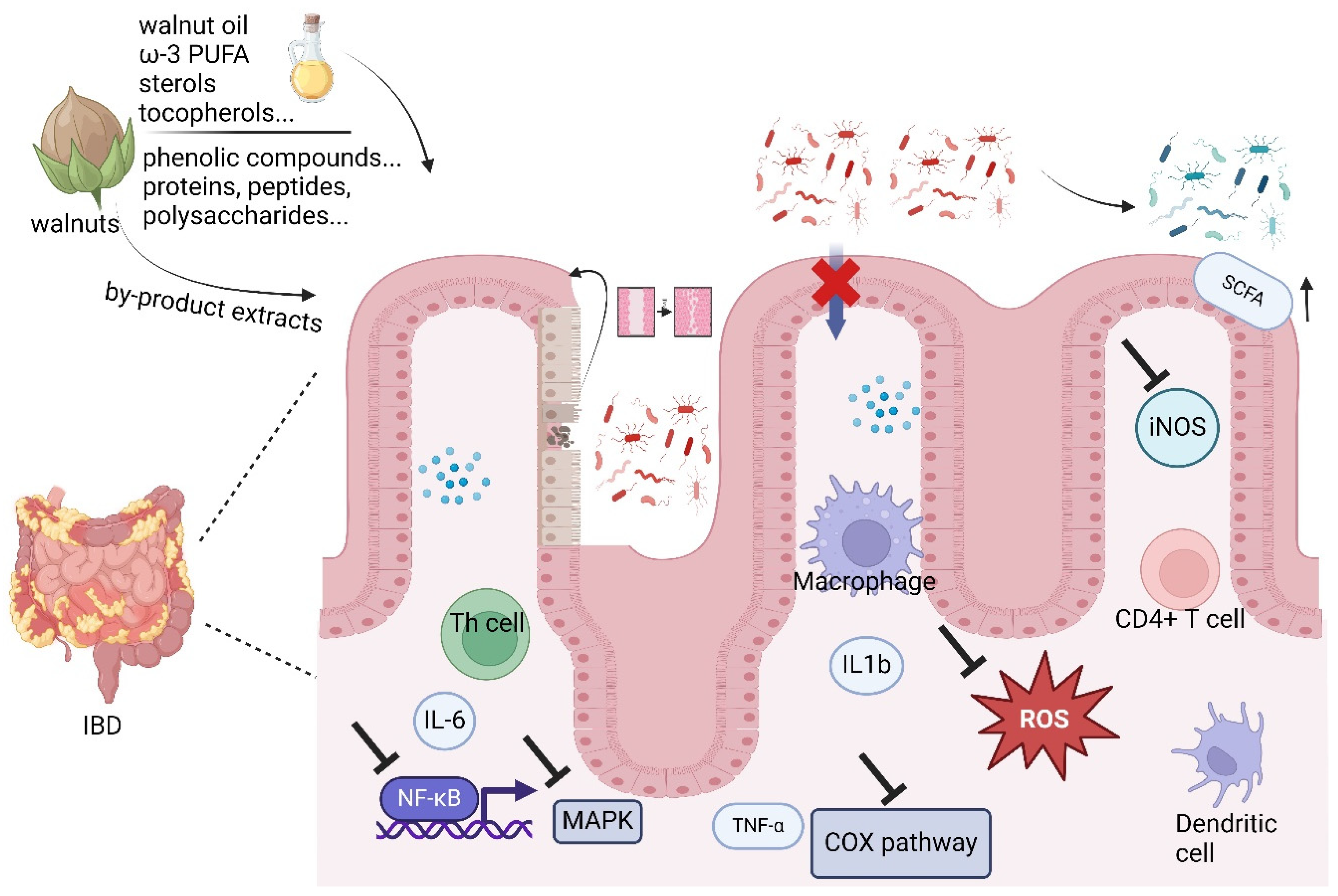 Nutrients 16 02643 g001
