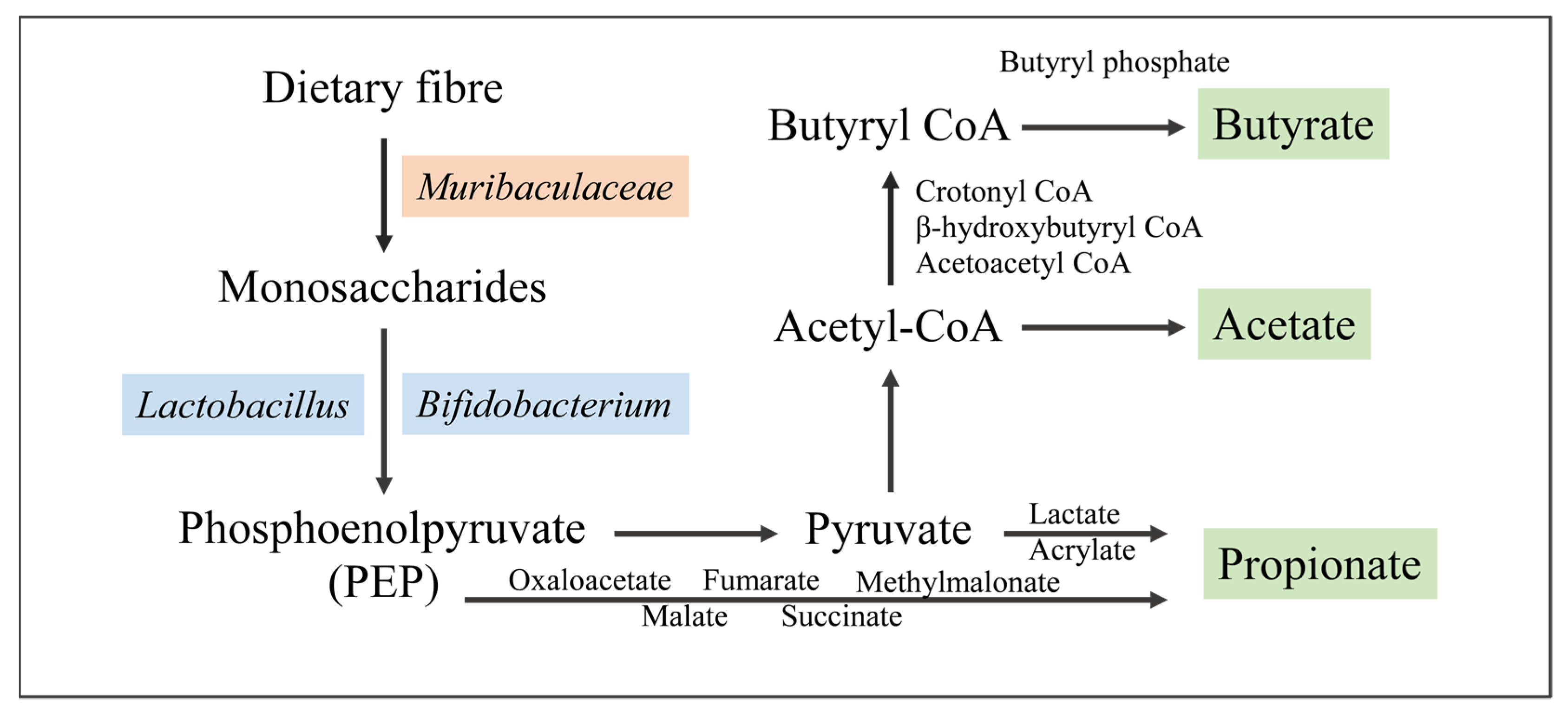 Nutrients 16 02660 g001