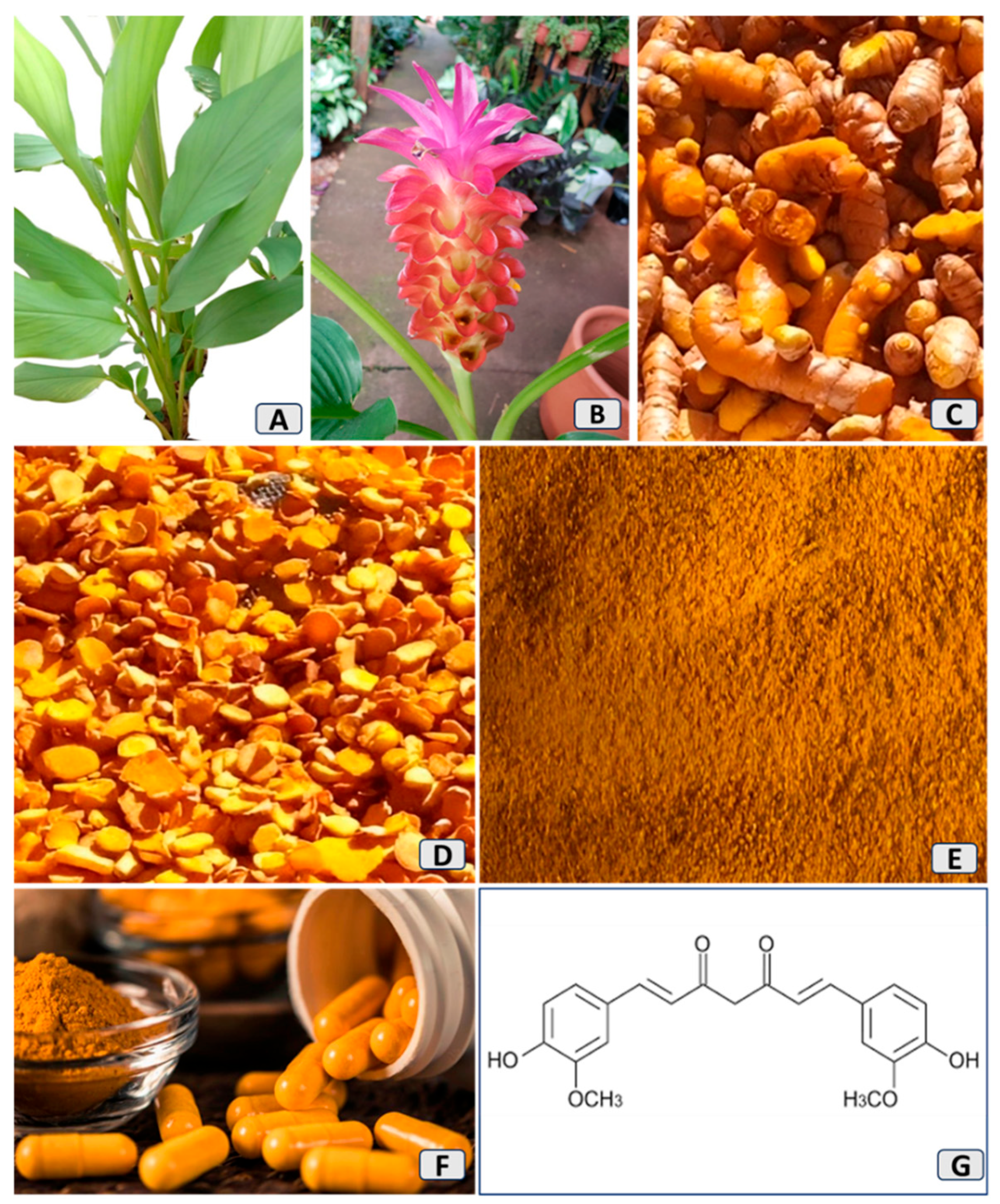 Du Zhong benefits made easy (How this natural plant helps you feel more energetic and good)