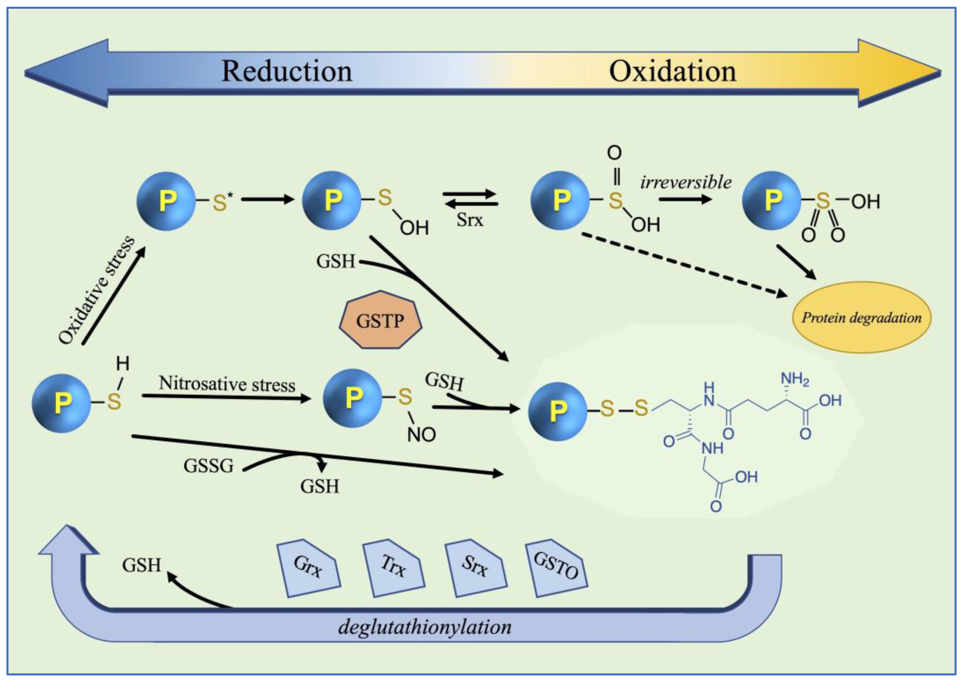 Nutrients 16 02753 g002