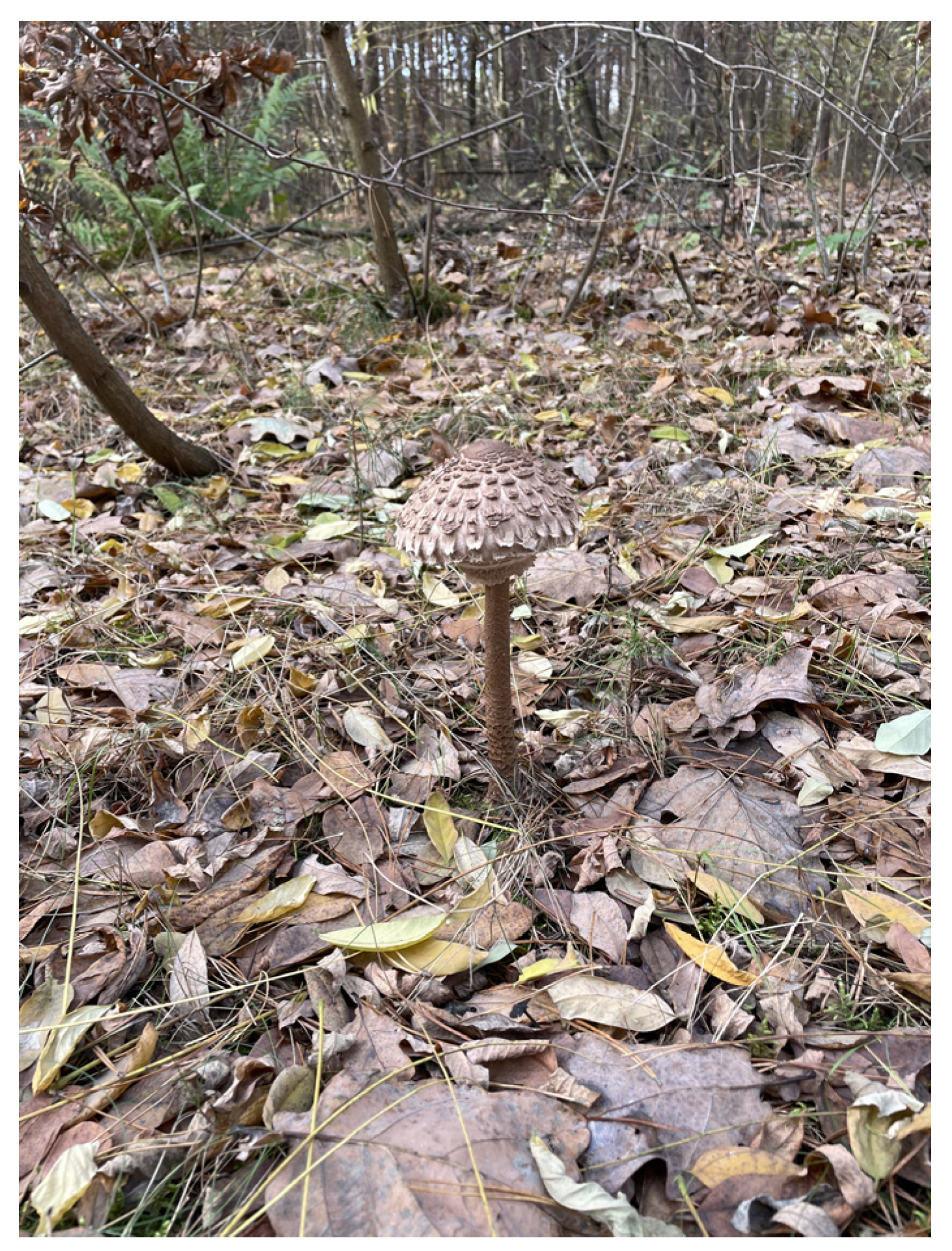 Nutrients 16 02849 g009