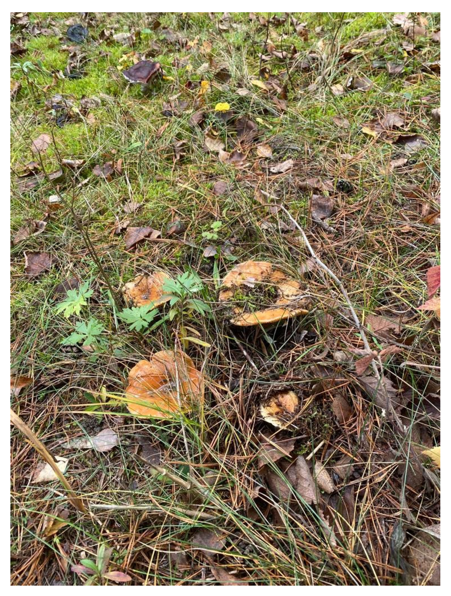 Nutrients 16 02849 g013