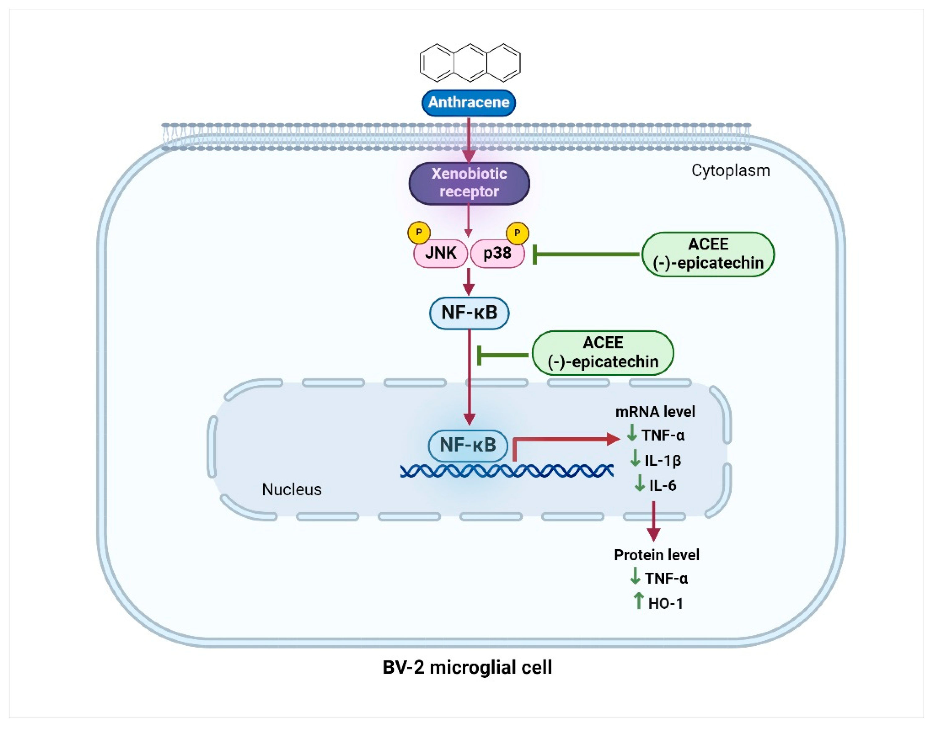 Nutrients 16 02882 g010