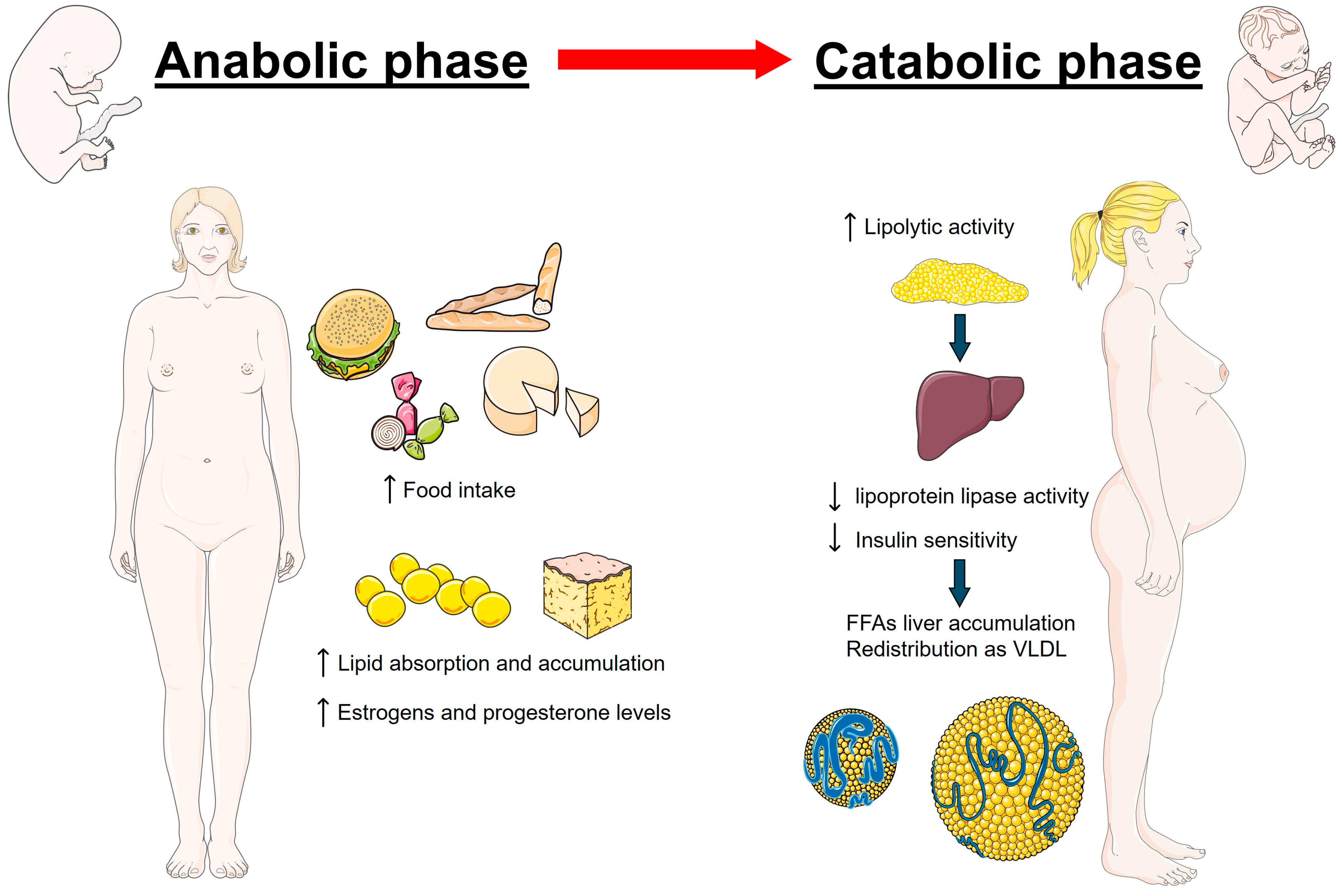 Nutrients 16 02927 g001 Nutrients 16 02927 g001