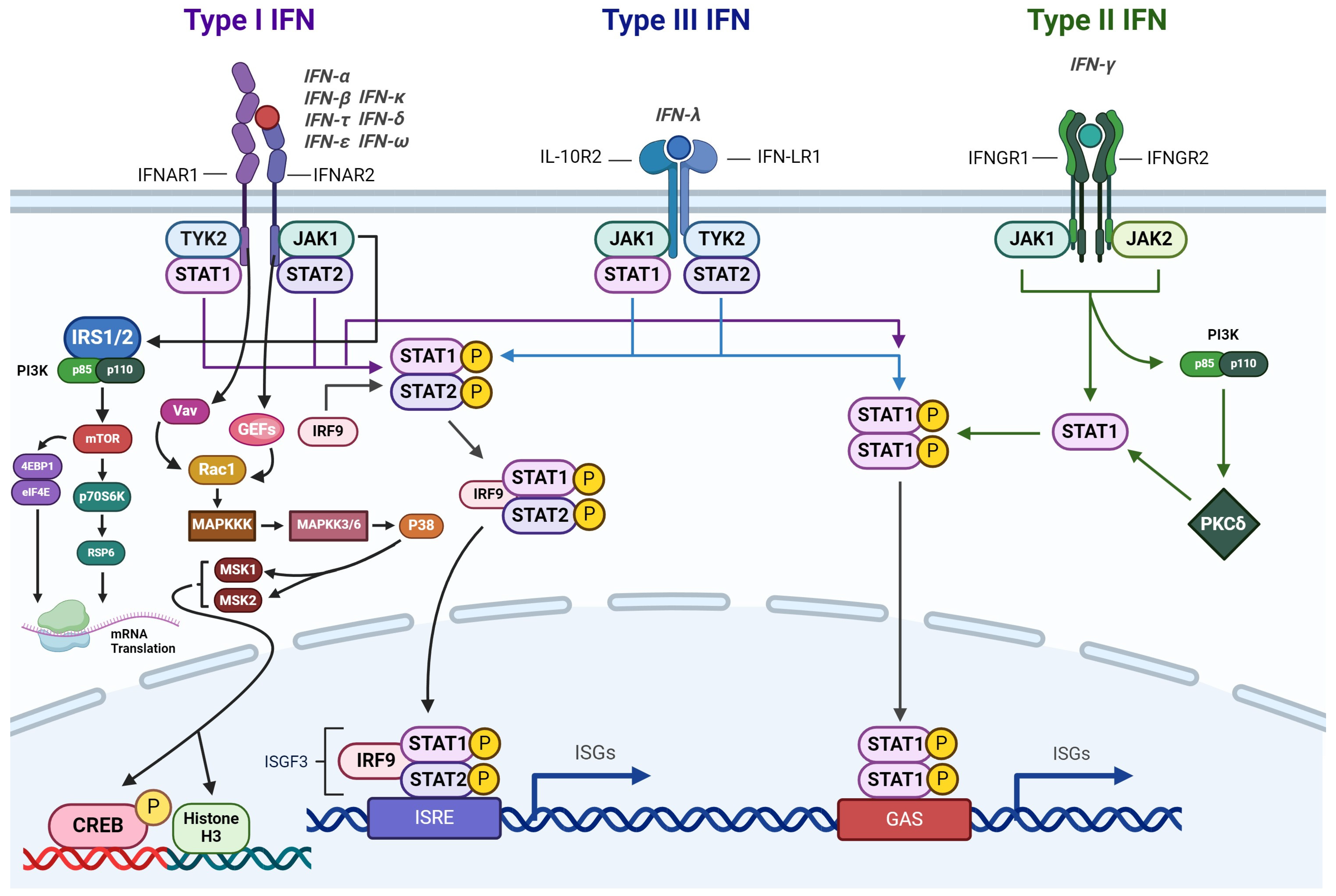 売れ筋介護用品も！ Potential Application Multiple in Compounds Plant-Derived of その他