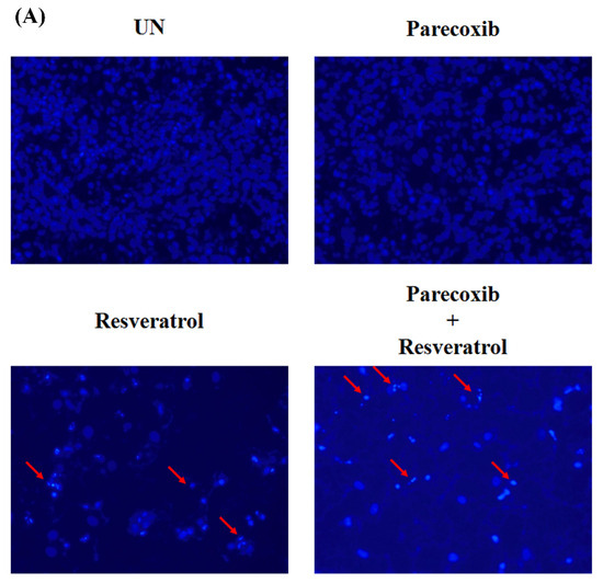 Ｋ Vertebrate myosin 1d regulates left–right organizer