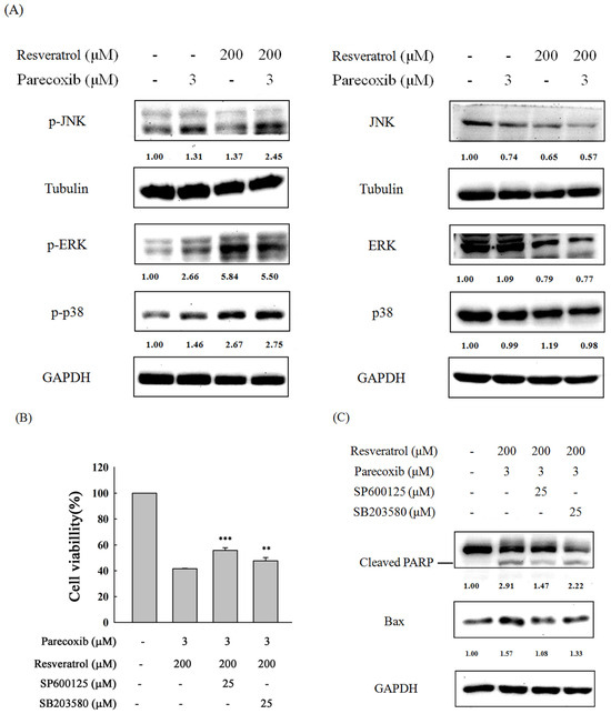 Ｋ Regulatory Effect of PGE2-EP2/EP4 Receptor Pathway on