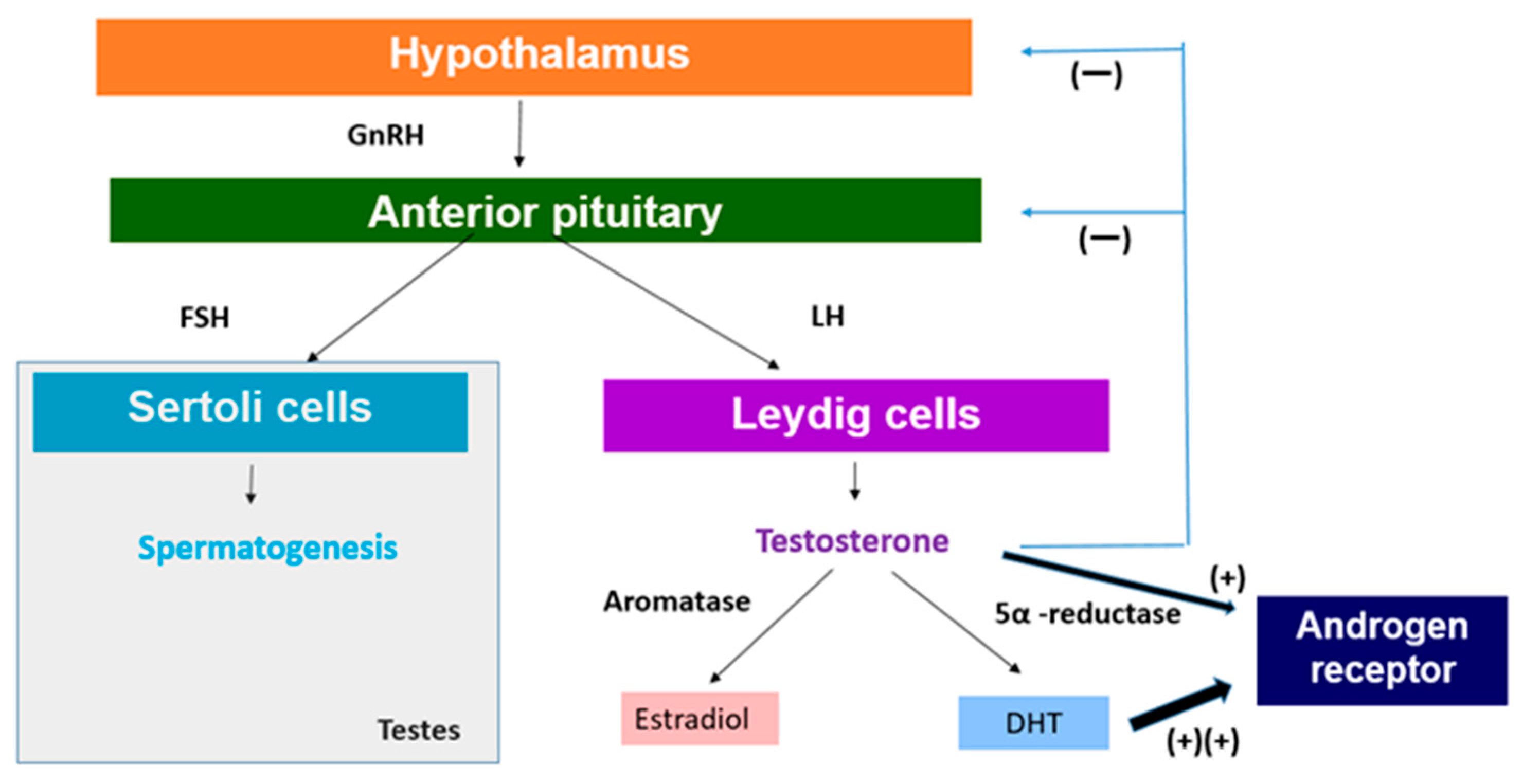 Nutrients 16 03032 g001 Nutrients 16 03032 g001