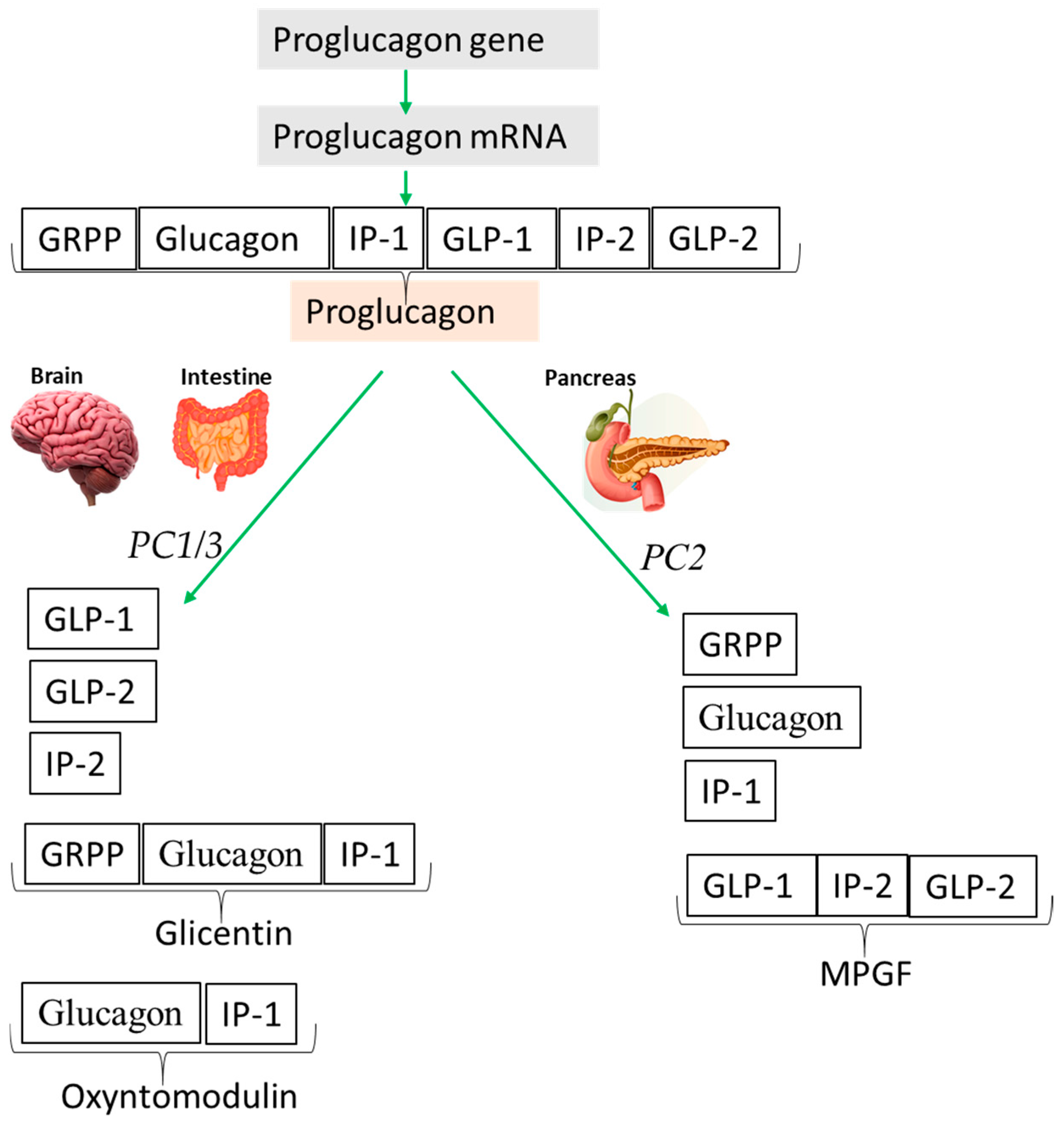 Nutrients 16 03069 g002 Nutrients 16 03069 g002