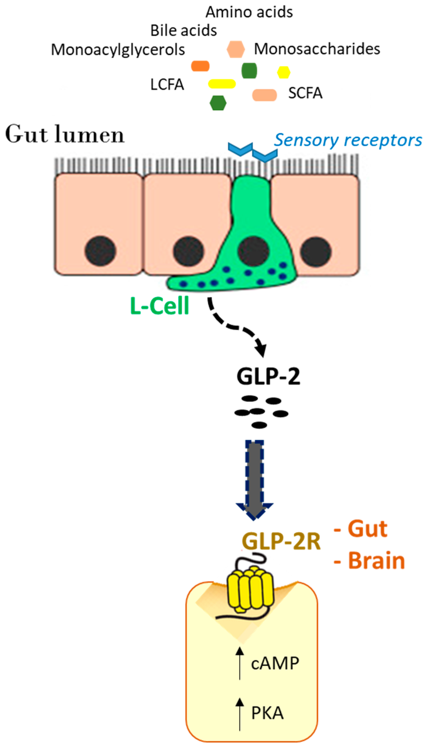 Nutrients 16 03069 g003 Nutrients 16 03069 g003