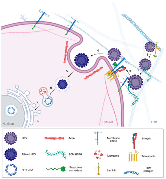 glutathione herpes virus Lactoferrin: A Promising Therapeutic Molecule against Human Papillomavirus