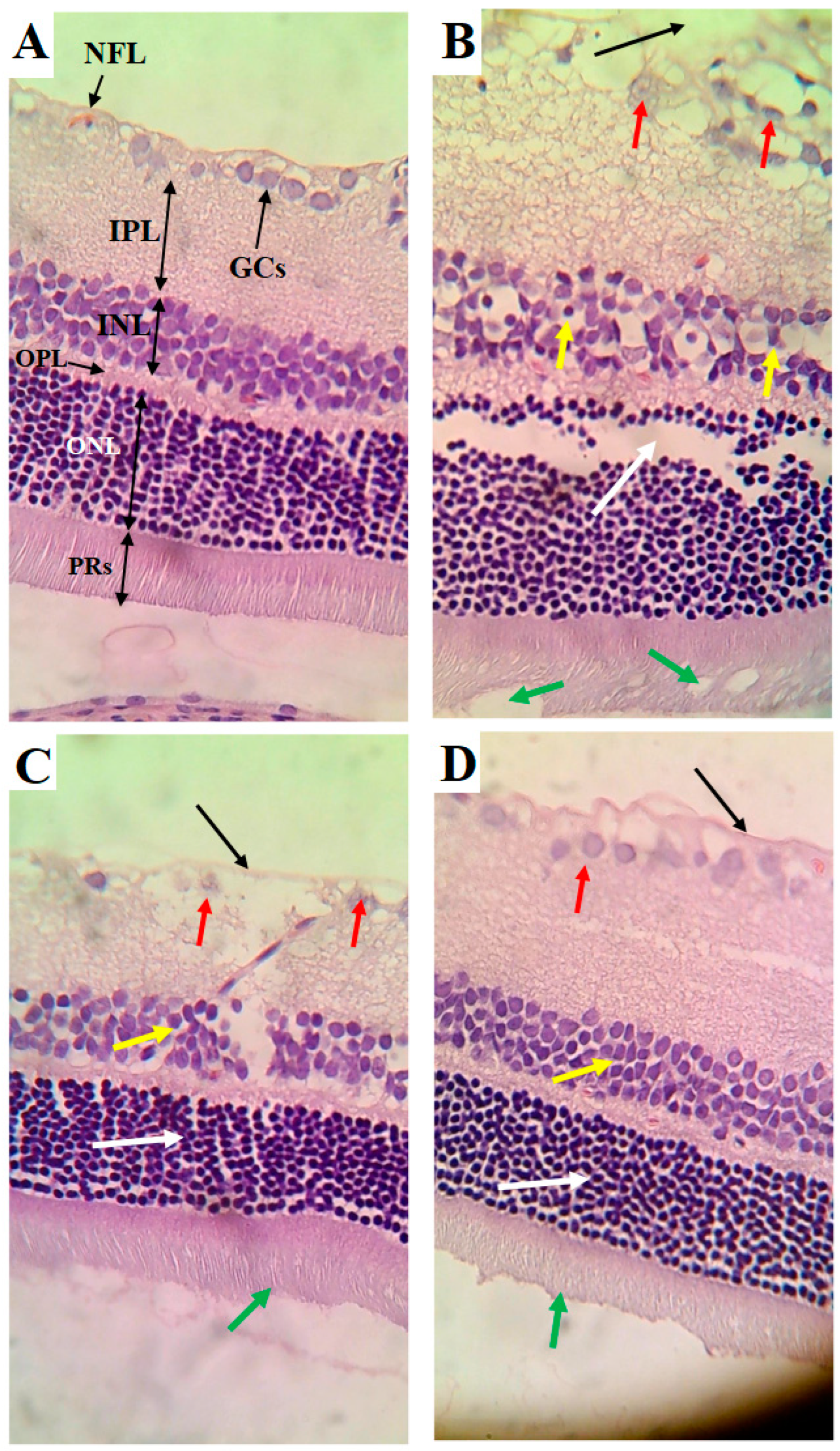 Nutrients 16 03074 g005