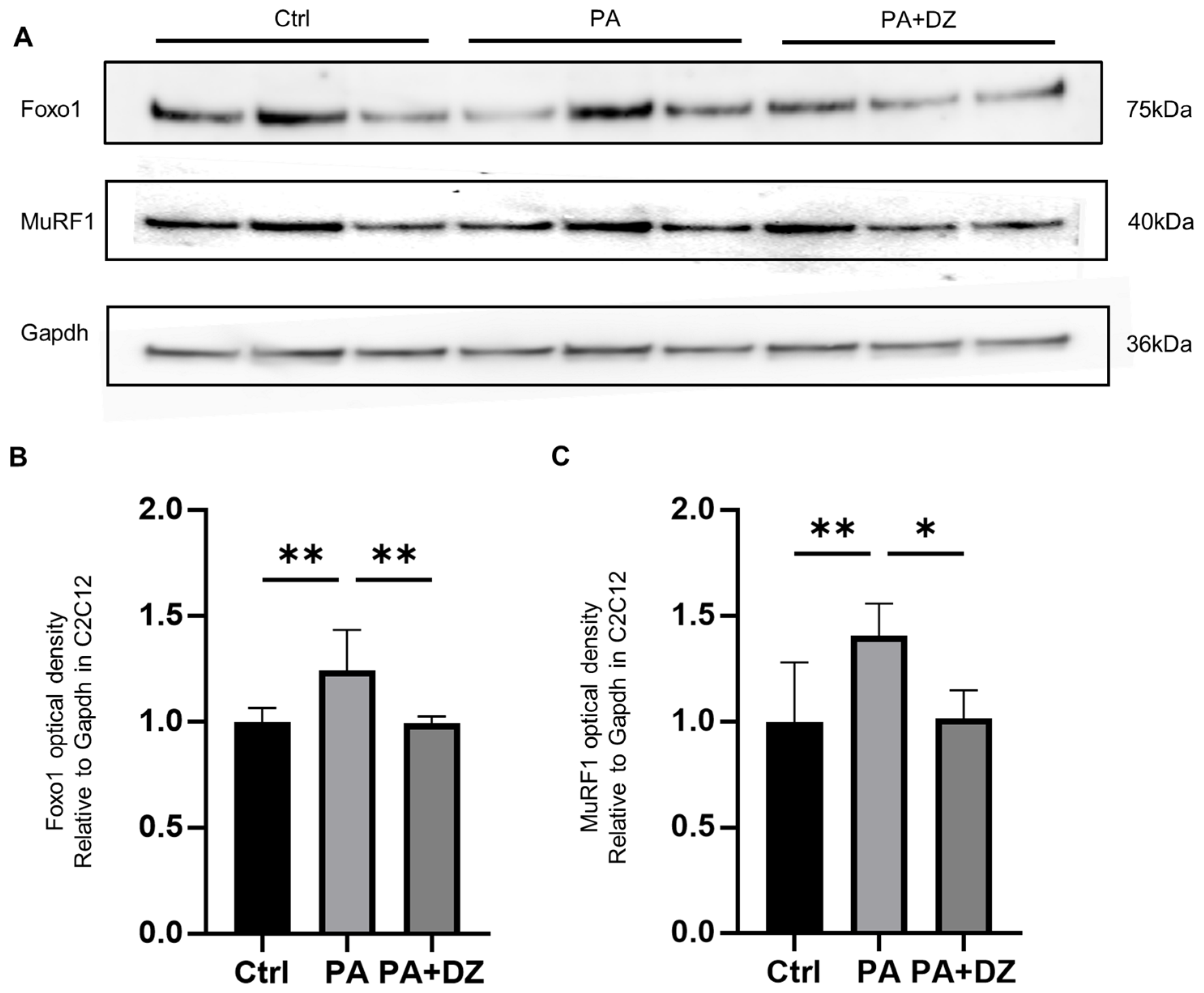 Nutrients 16 03084 g005 Nutrients 16 03084 g005