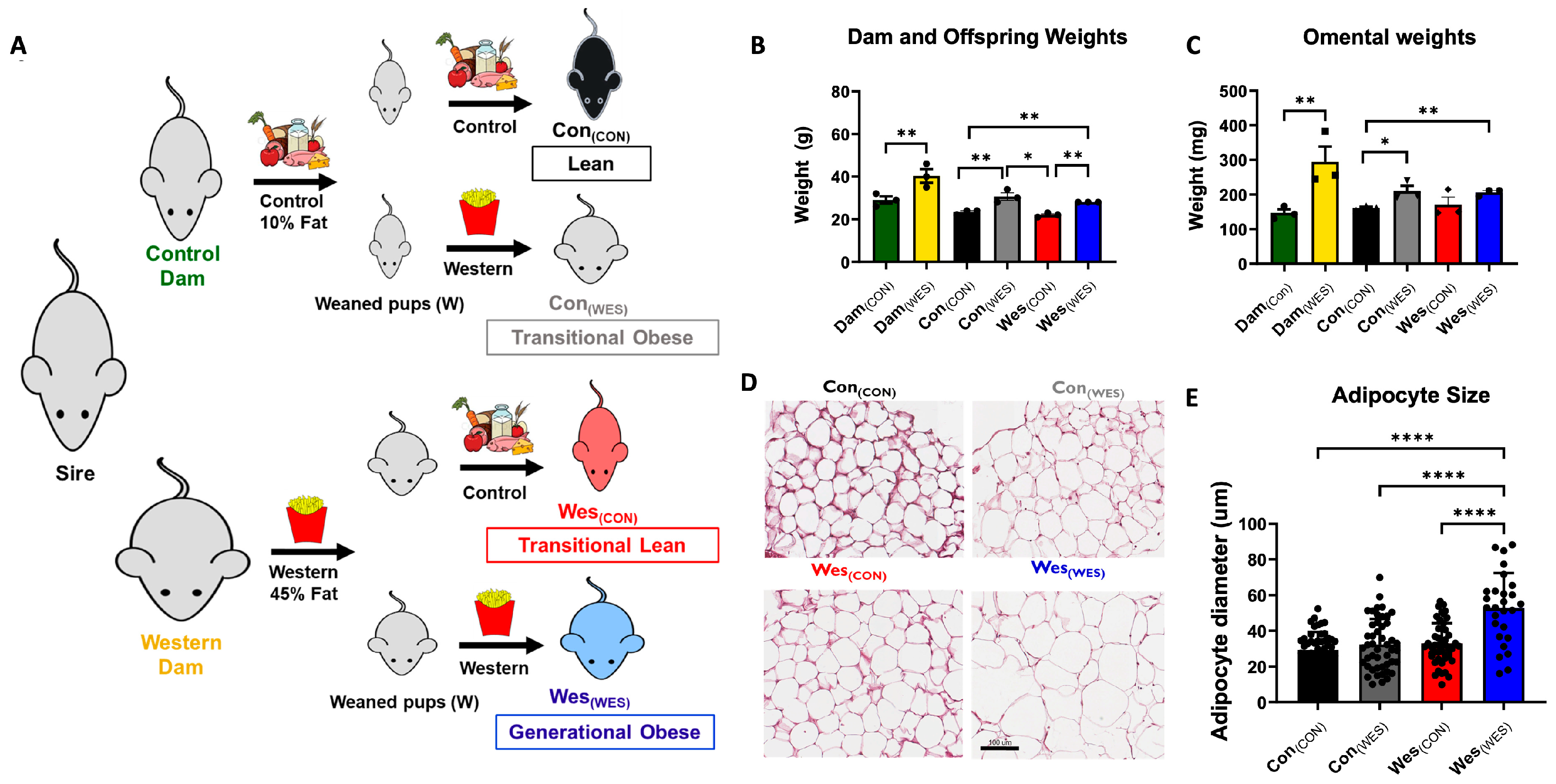 Nutrients 16 03086 g001