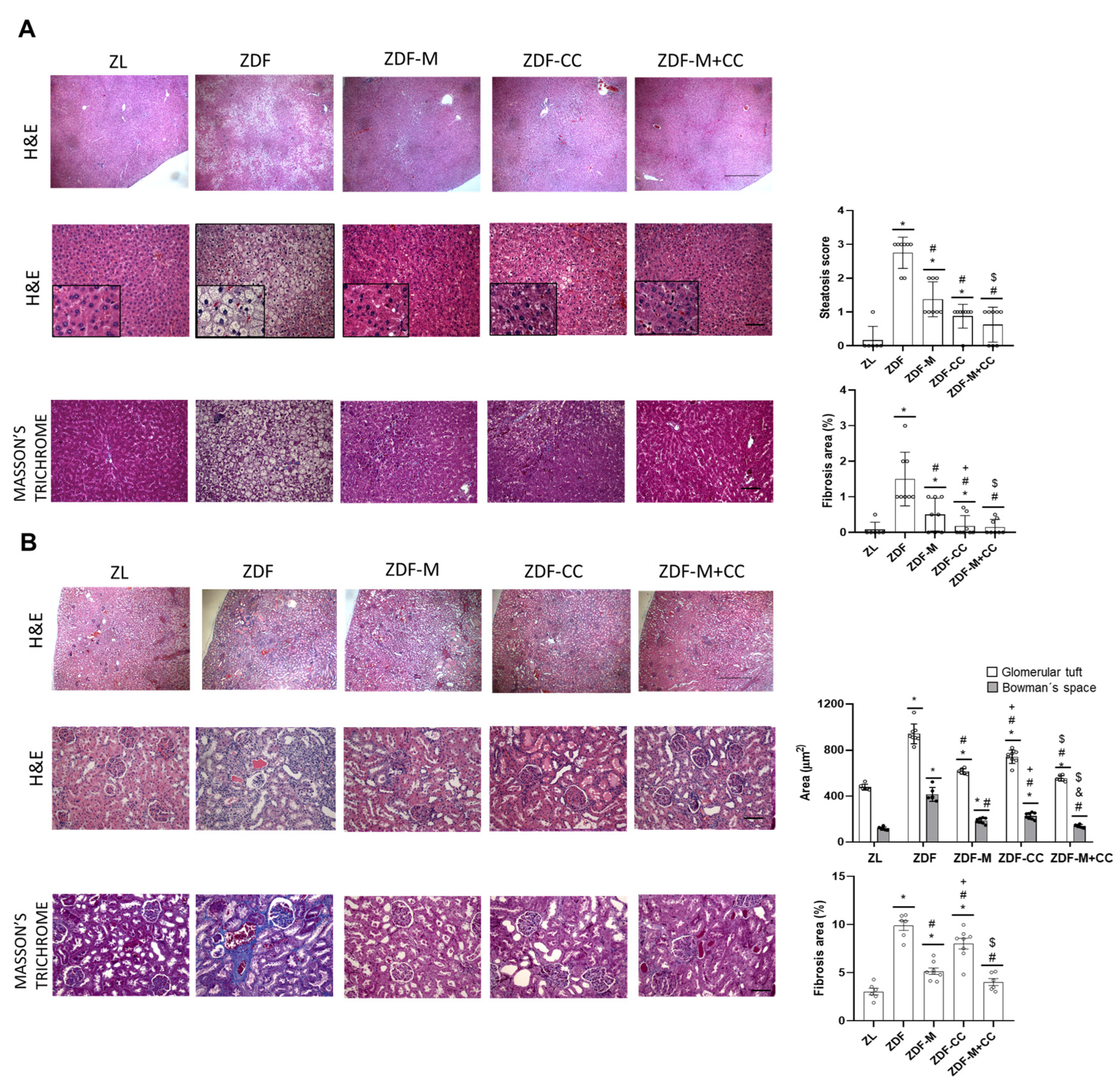 Nutrients 16 03087 g001