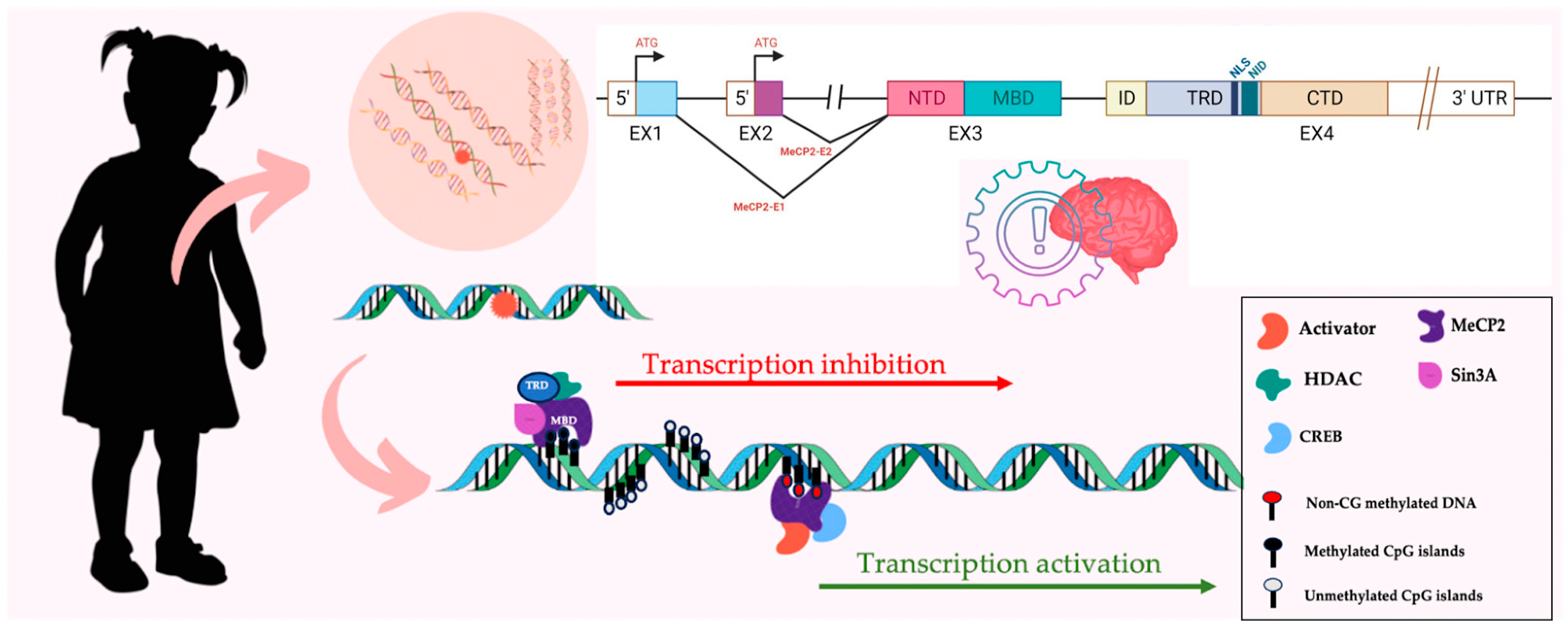 Nutrients 16 03114 g005