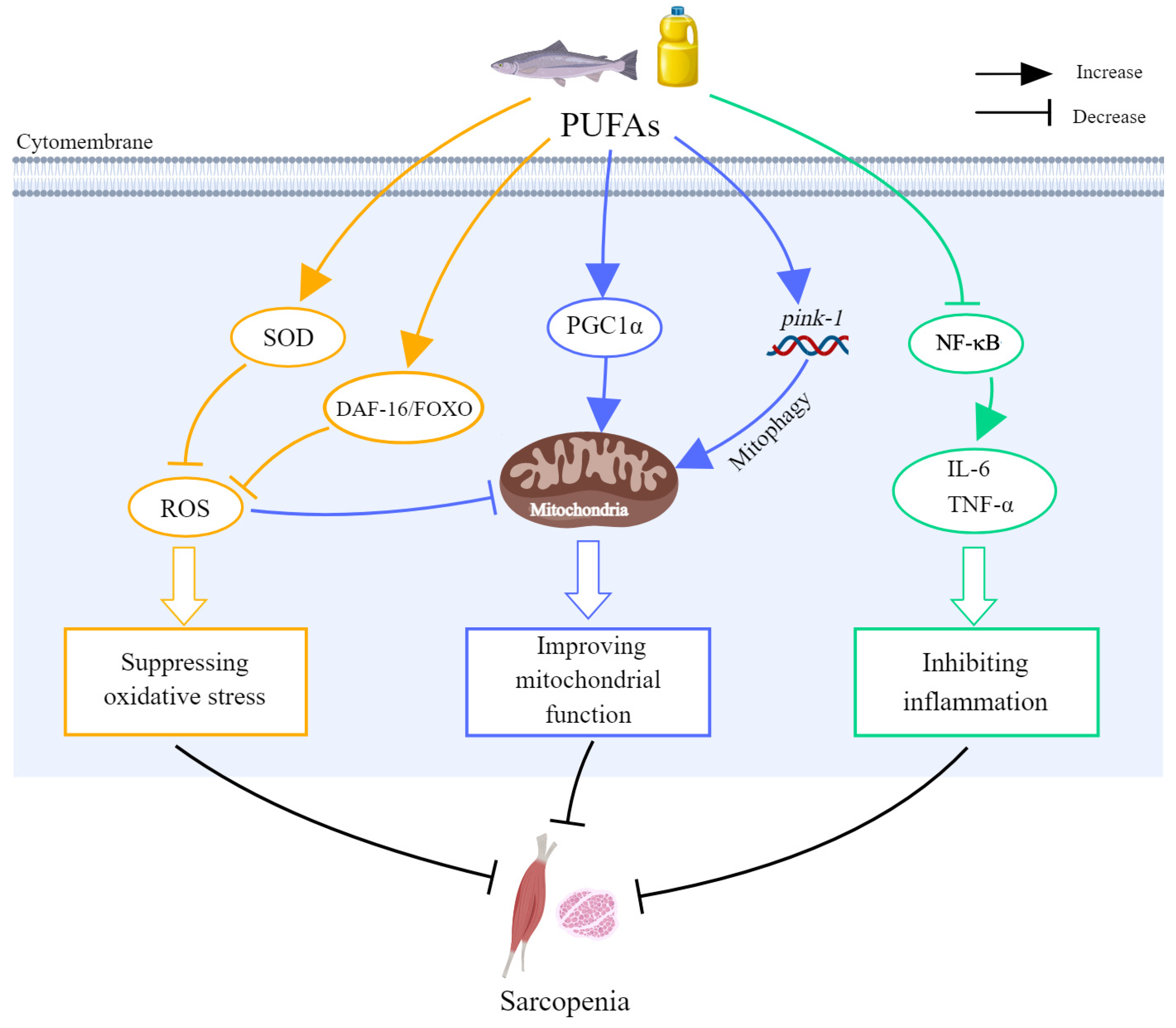 Nutrients 16 03130 g003