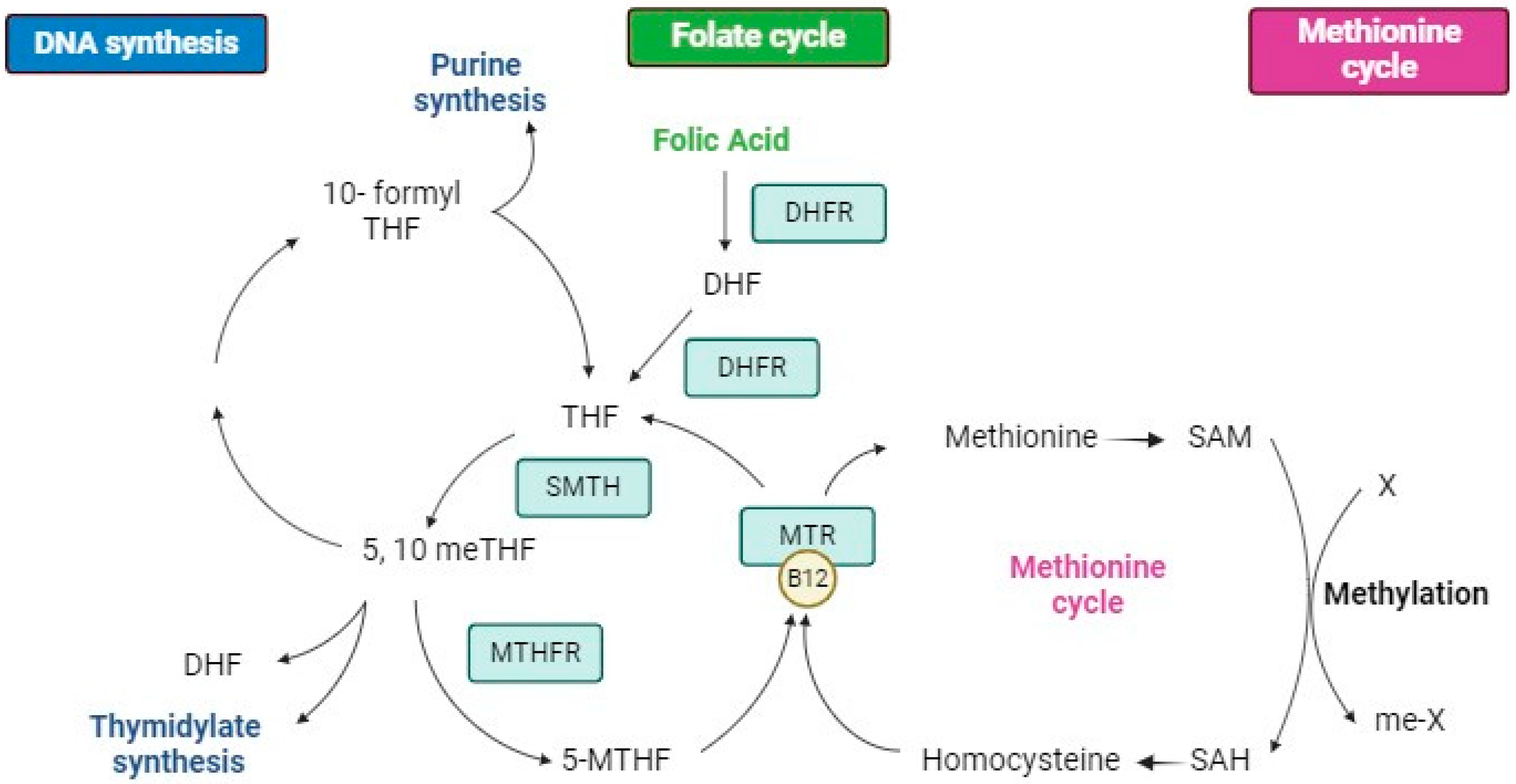 Supplementation with Folic Acid or 5-Methyltetrahydrofolate and 
