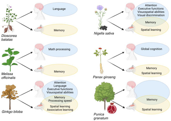 Whole Plant Extracts for Neurocognitive Disorders: A