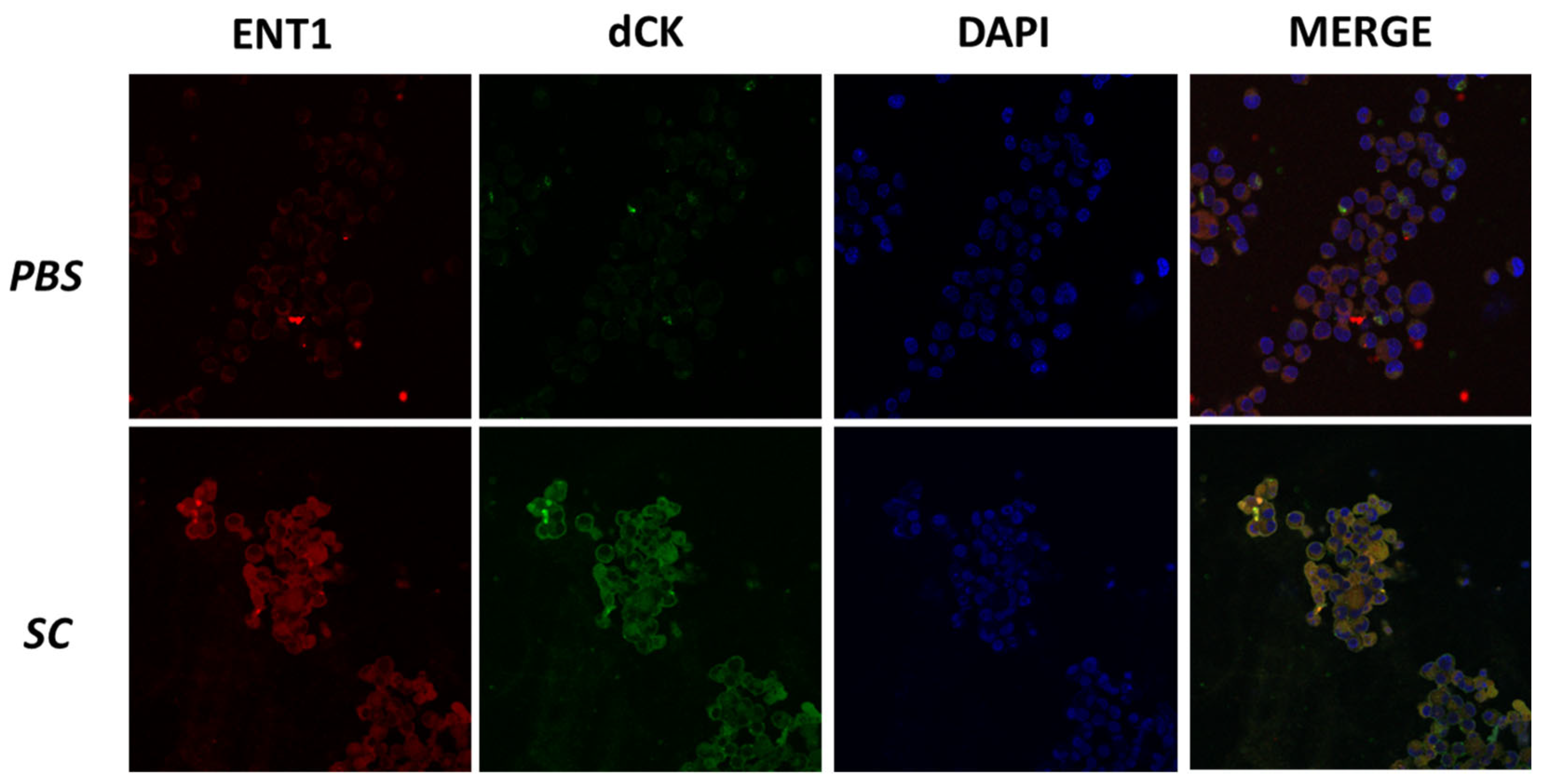 Nutrients 16 03190 g007 Nutrients 16 03190 g007